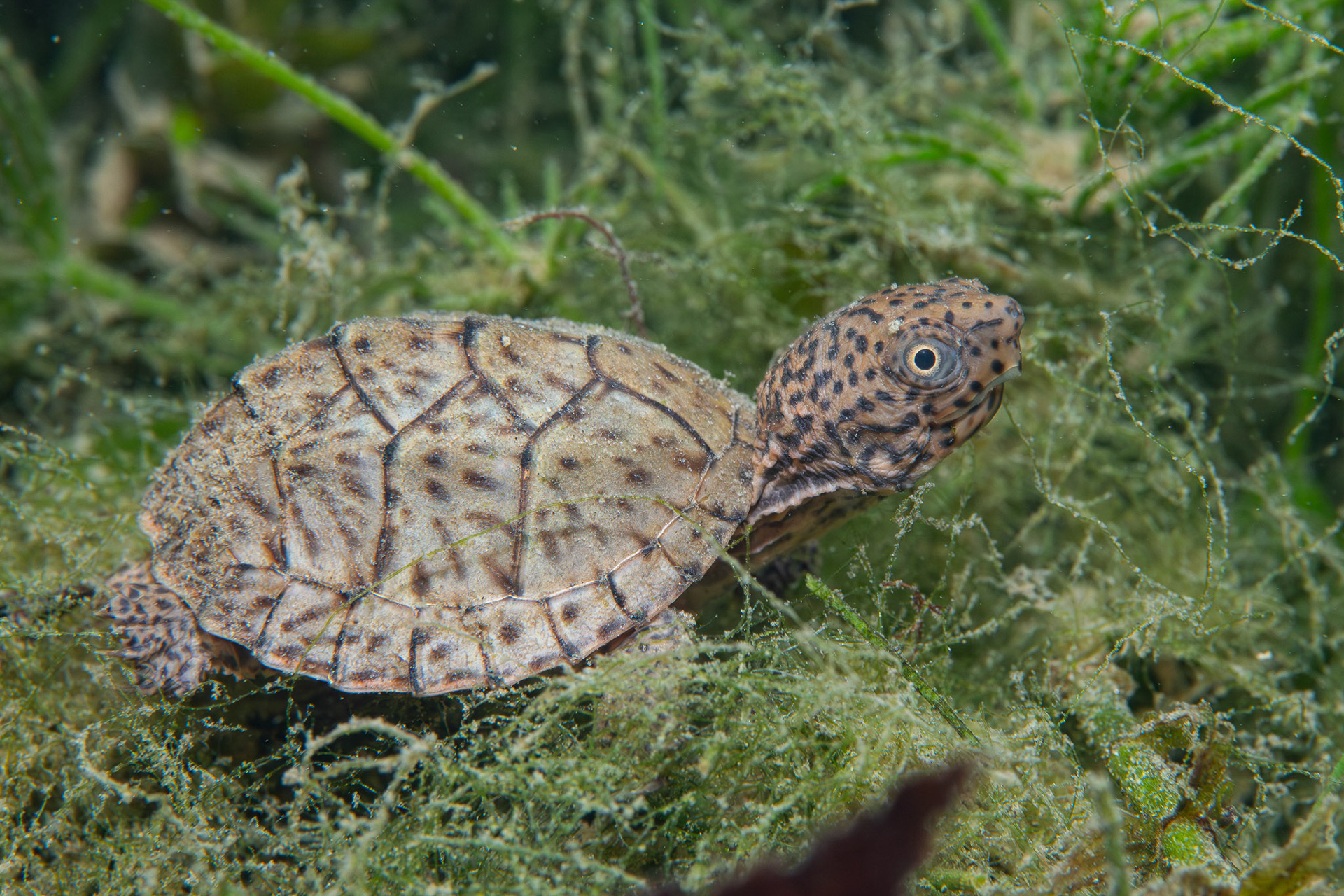 Loggerhead Musk Turtle