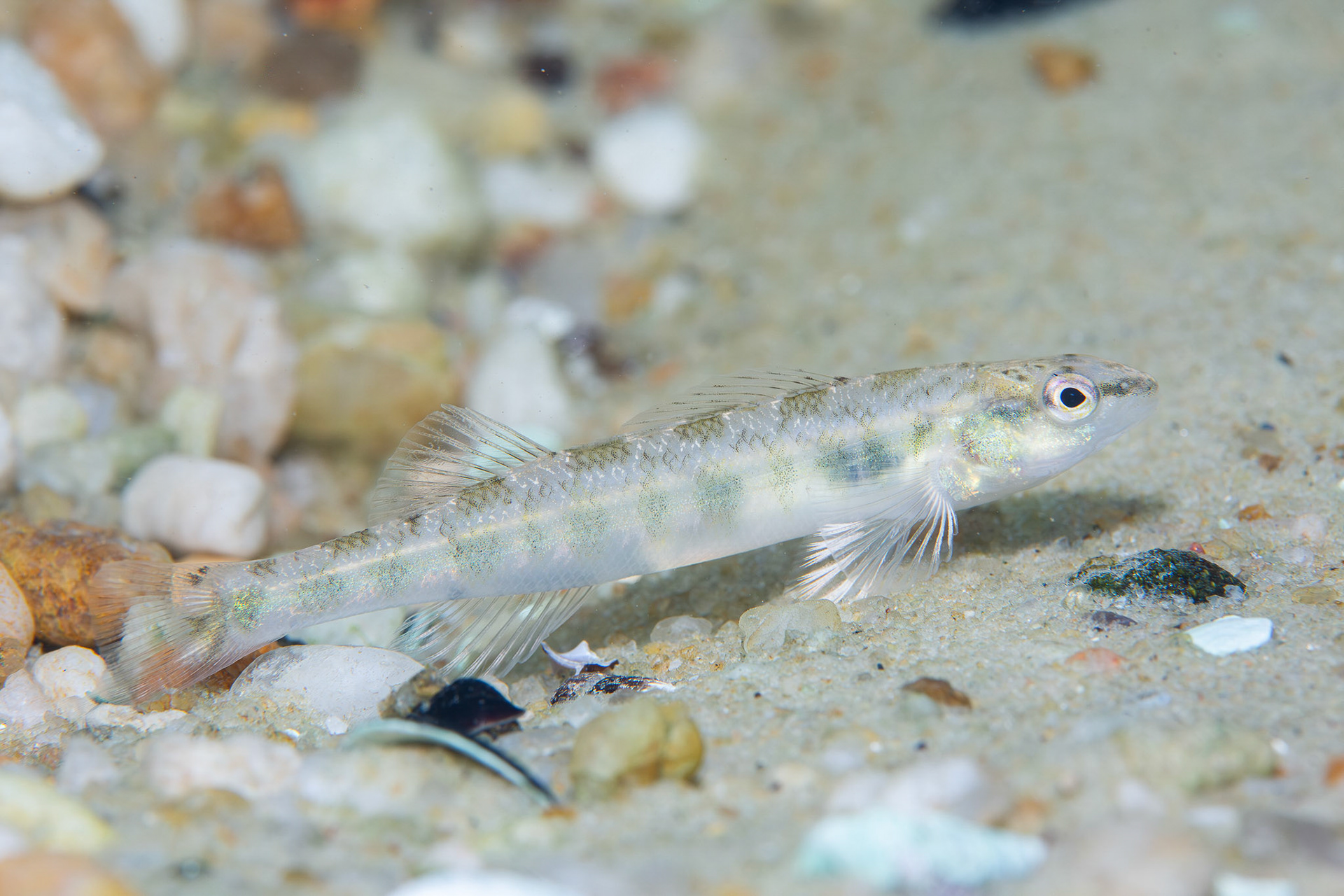 Blackbanded Darter