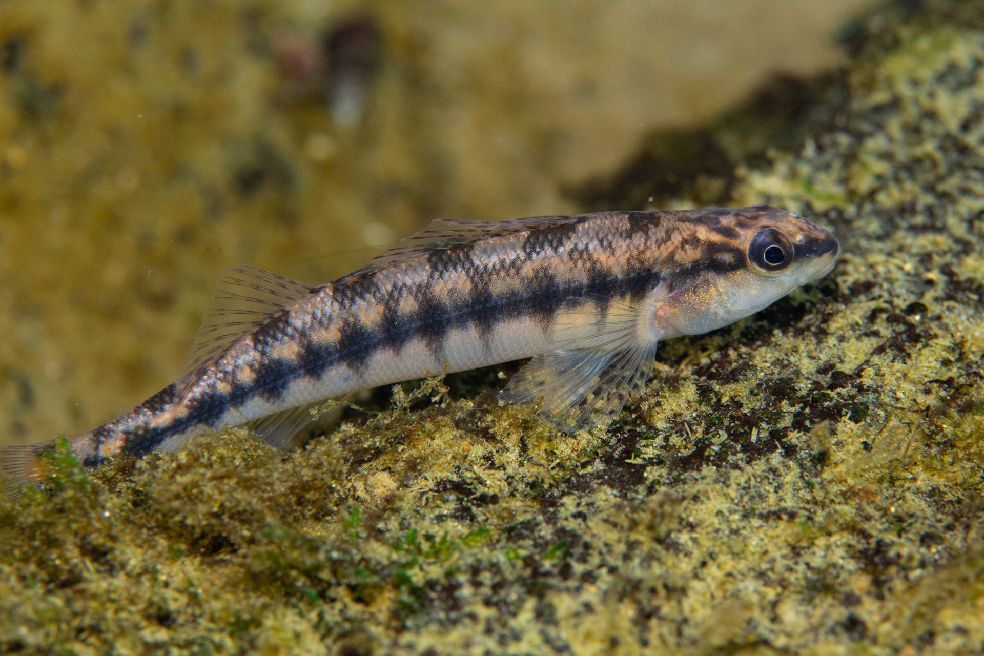 Blackbanded Darter