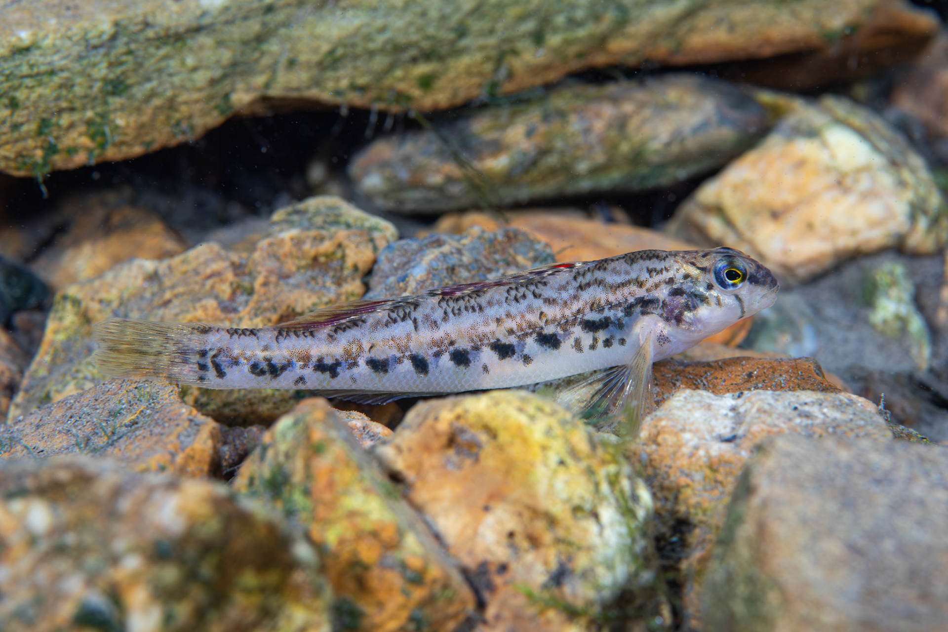 Coosa Darter