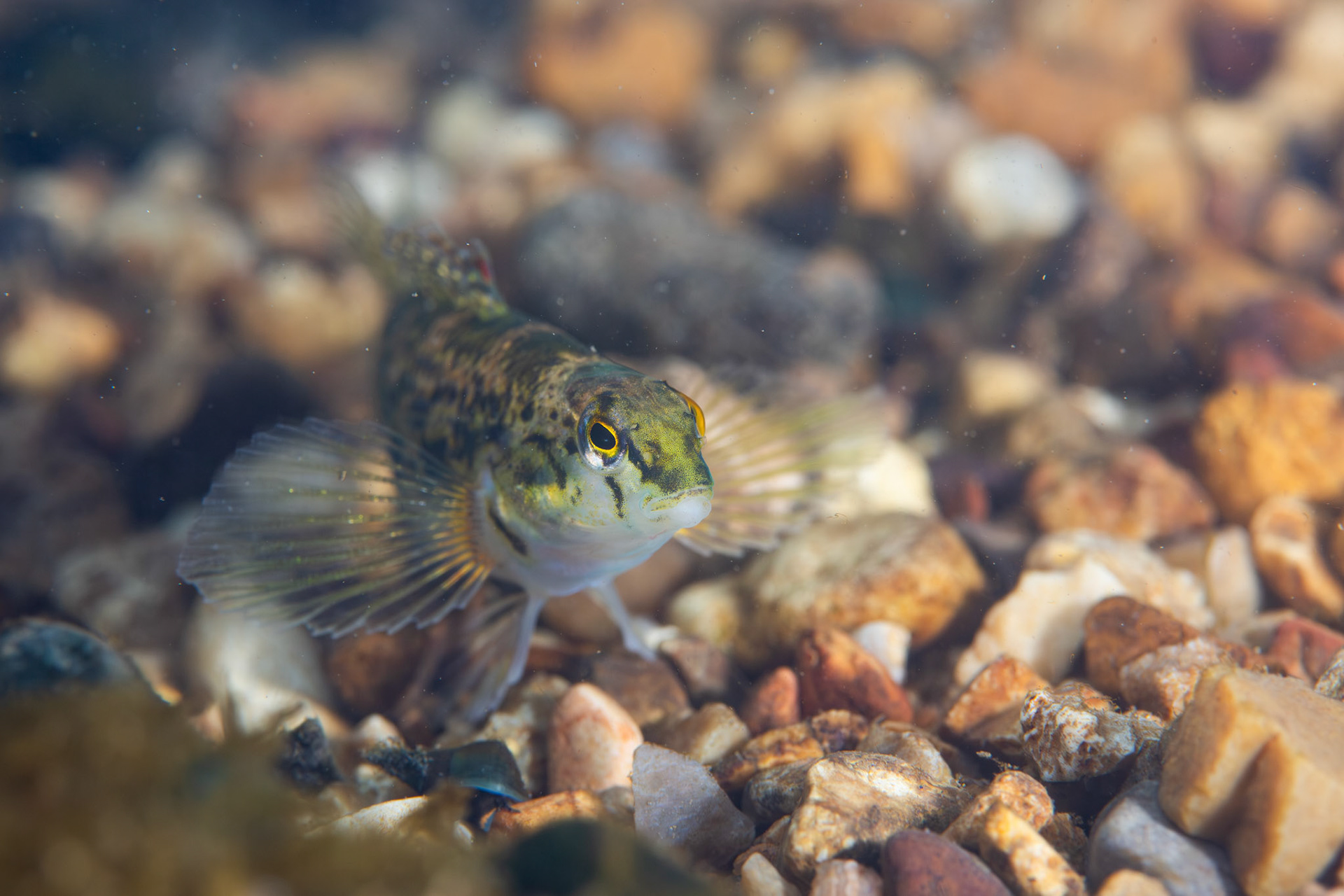 Vermilion darter (Etheostoma chermocki)