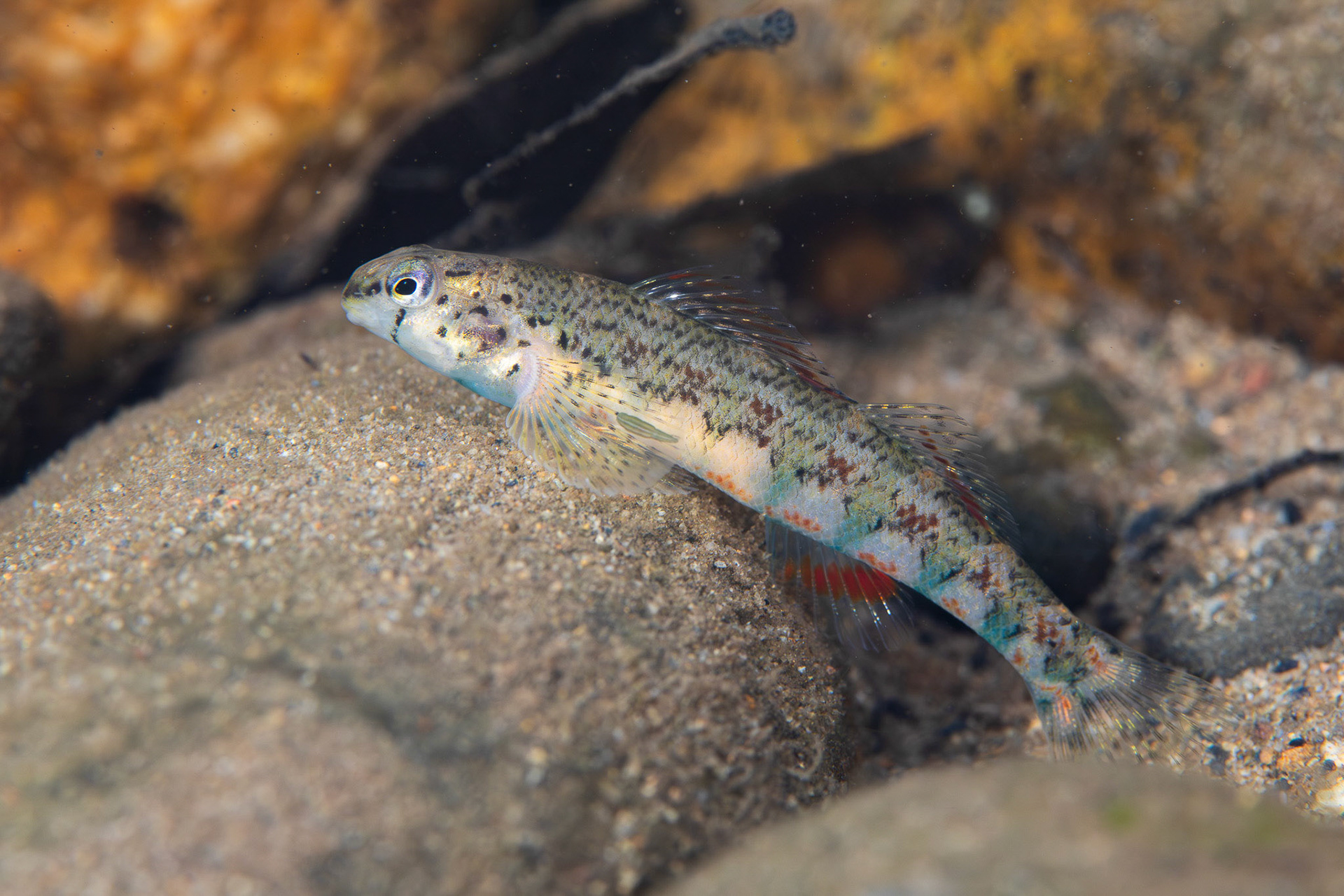 Holiday Darter