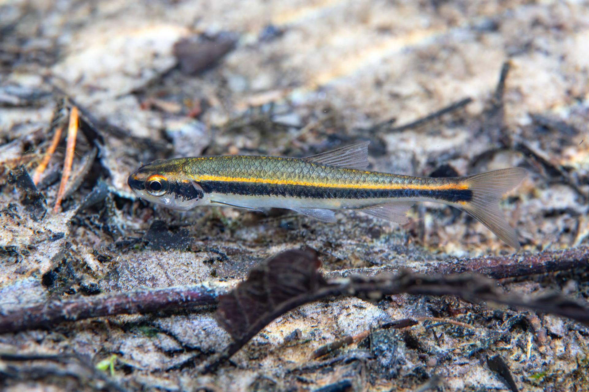 Redeye Chub