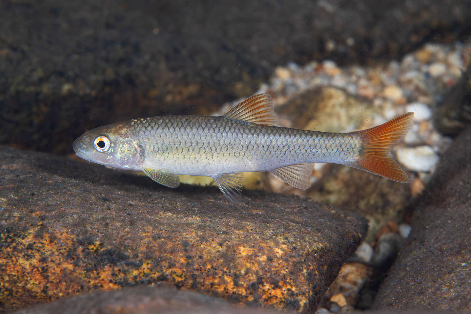 Bluehead Chub