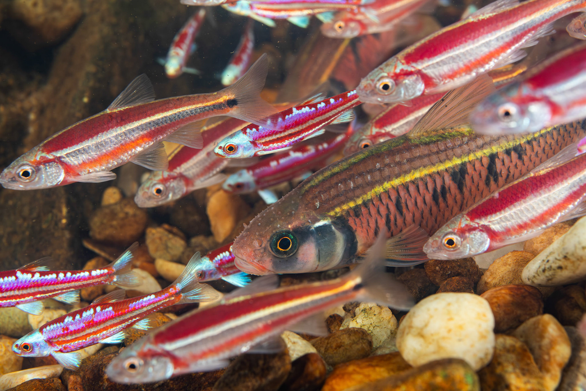 Rainbow, Striped, and Rough Shiners on Bluehead Chub Mound