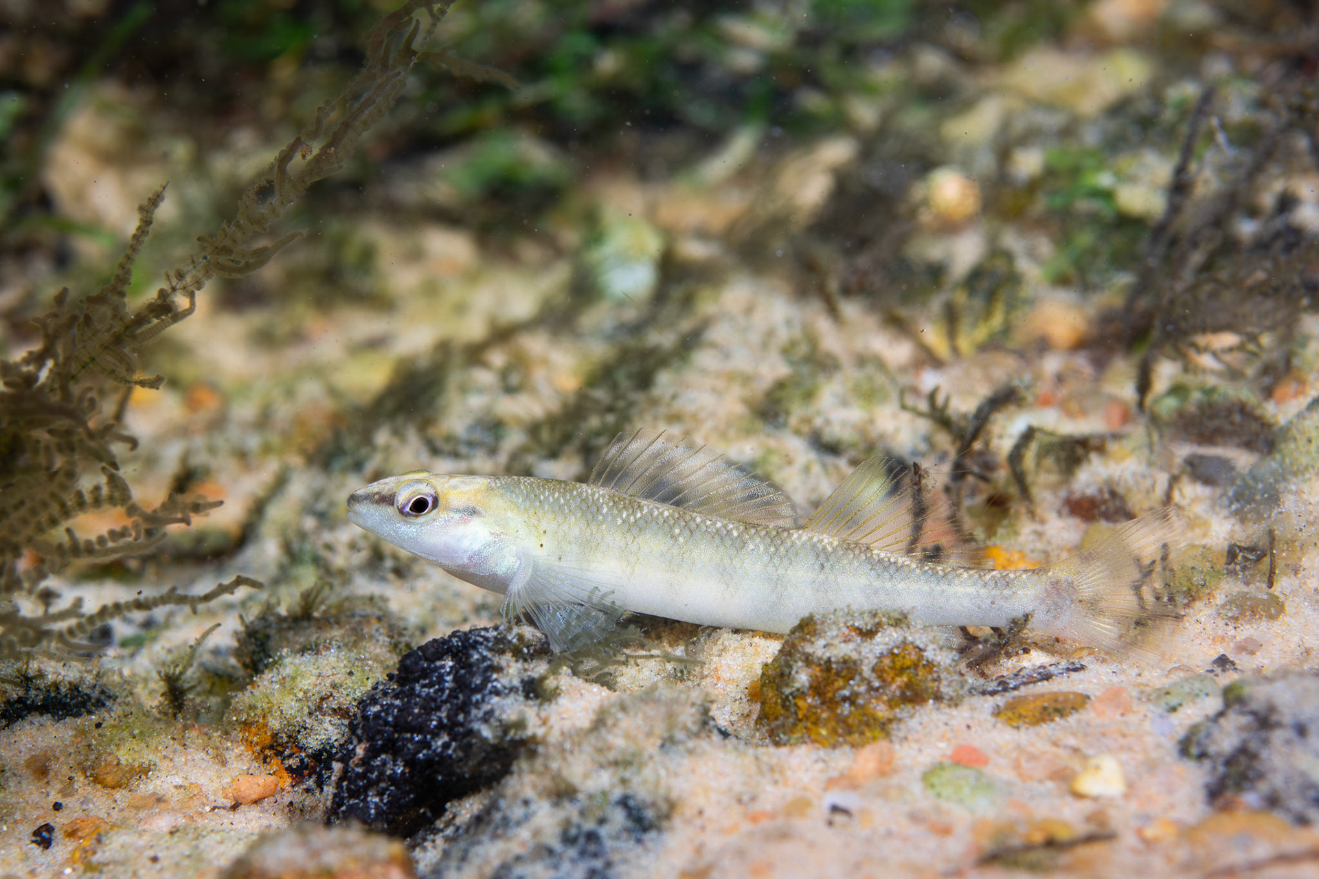 Blackbanded darter (Percina nigrofasciata)
