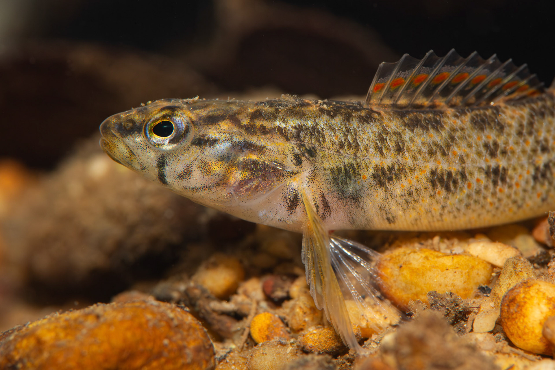 Redspot Darter