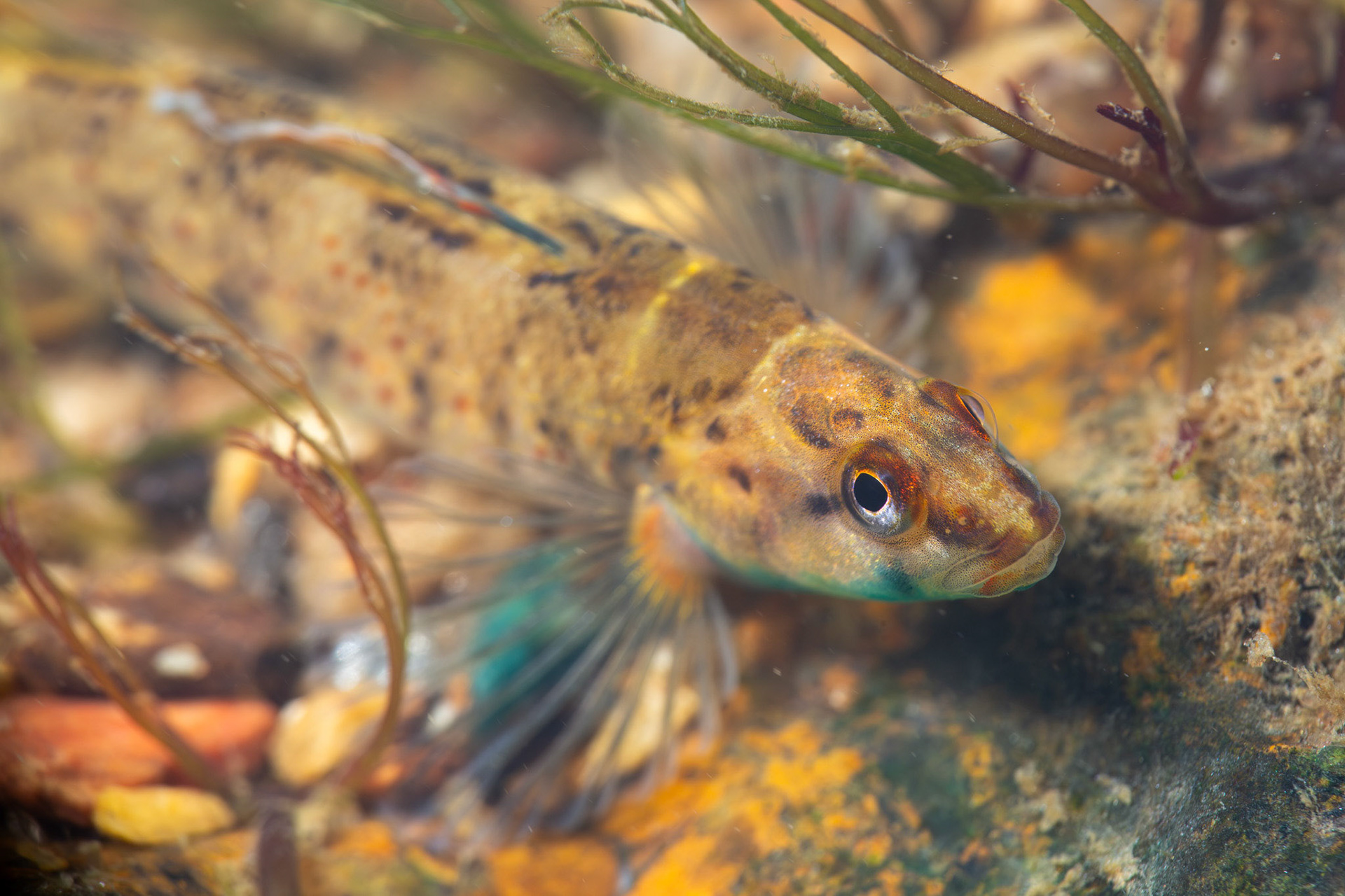Lipstick Darter