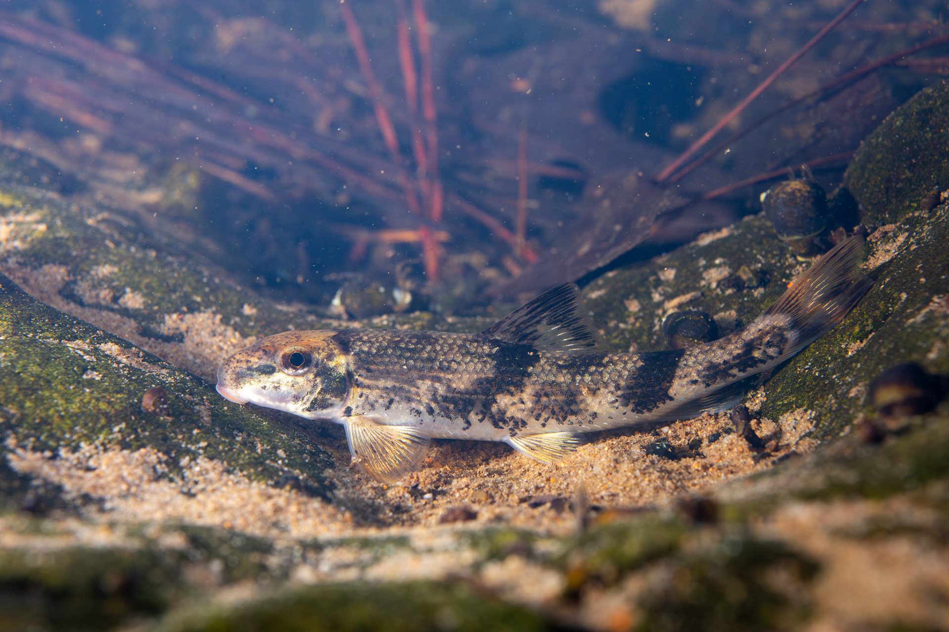 Alabama Hog Sucker (Hypentelium etowanum)