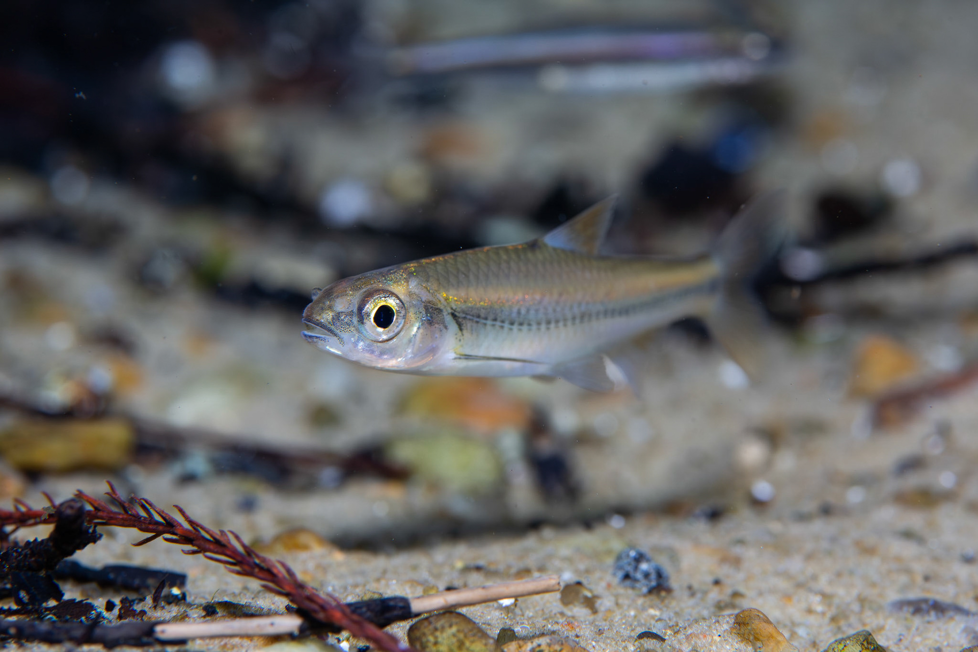 Redeye Chub