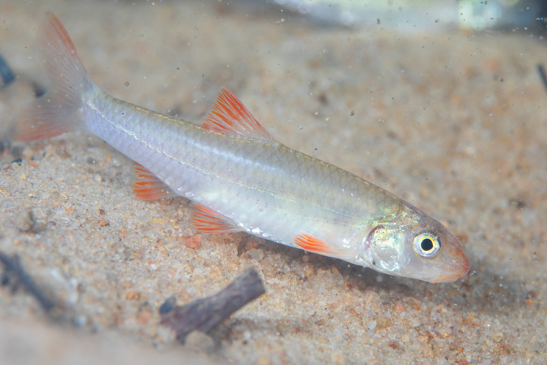 Longnose Spiner