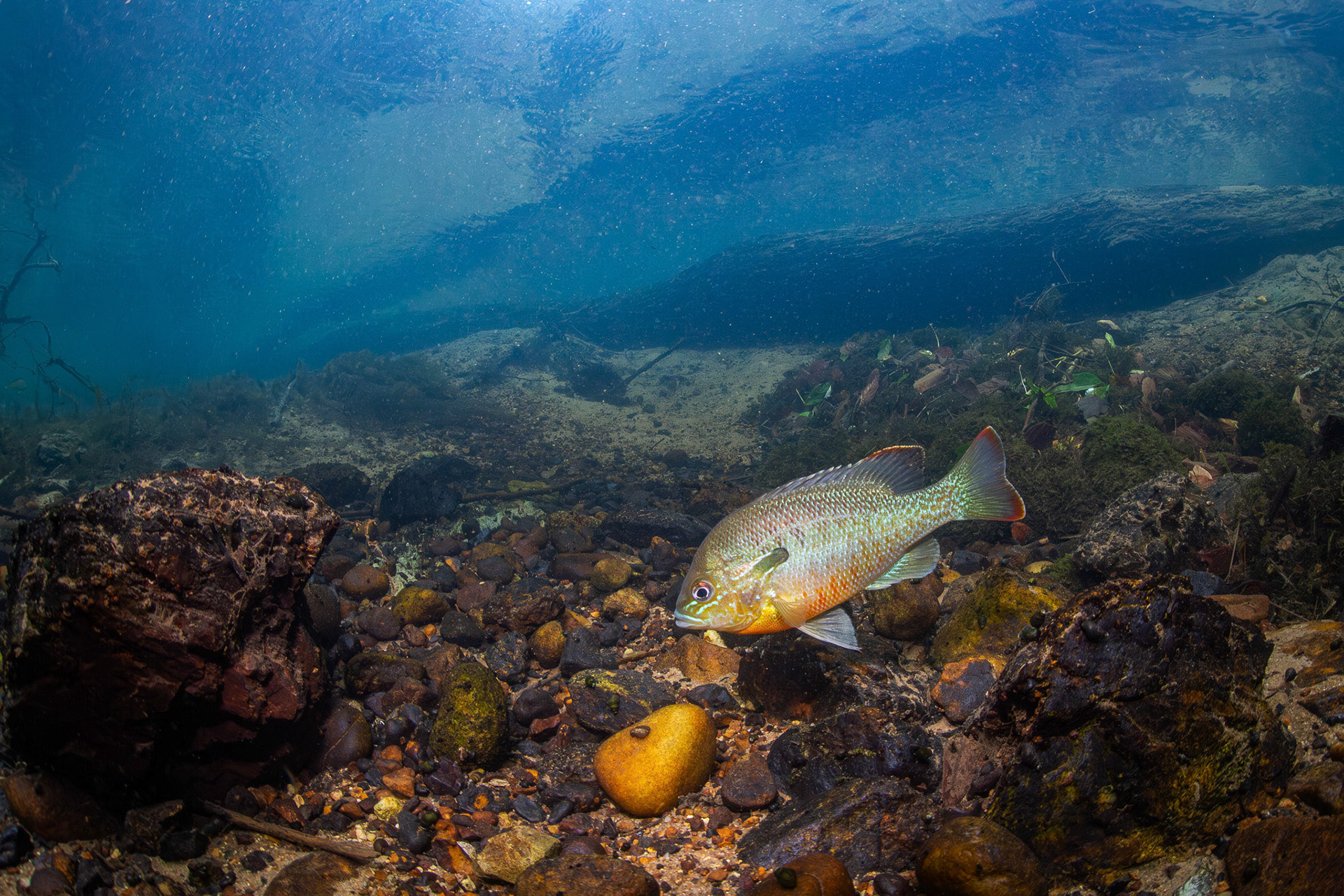 Redbreast Sunfish