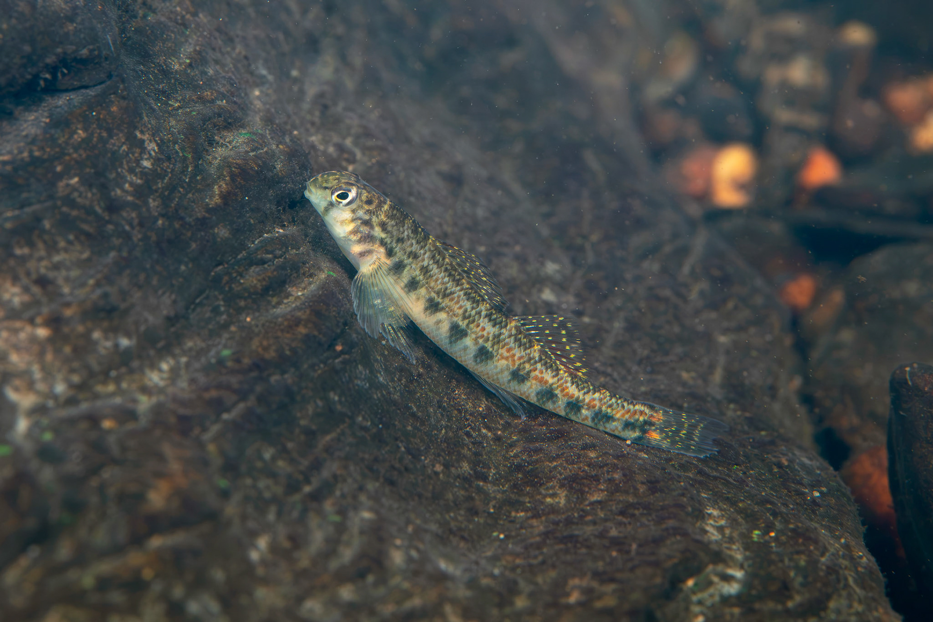 Tennessee Snubnose Darter