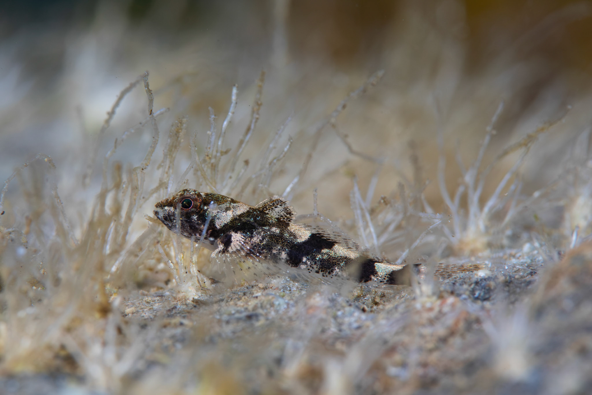 Banded Sculpin