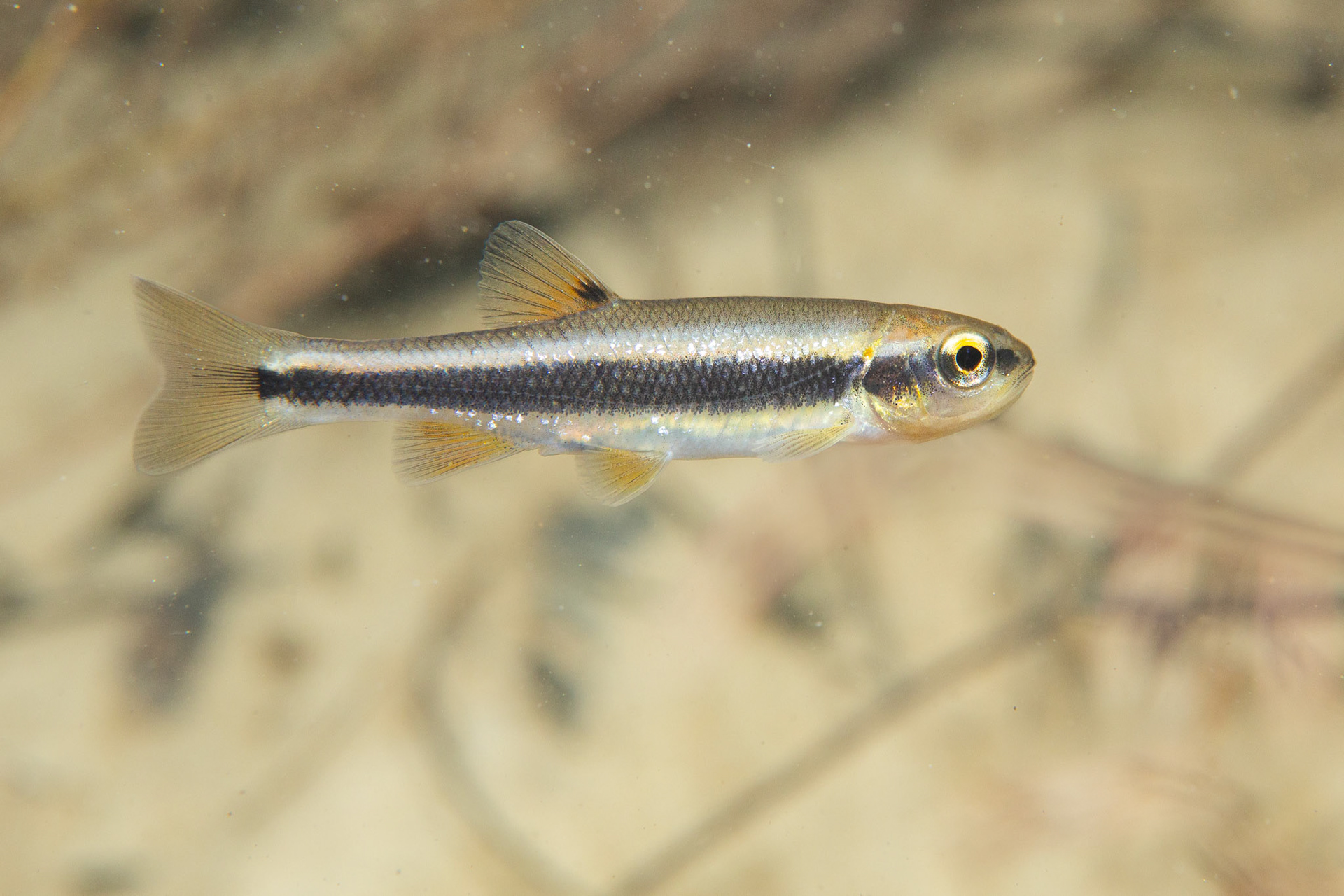 Dixie Chub