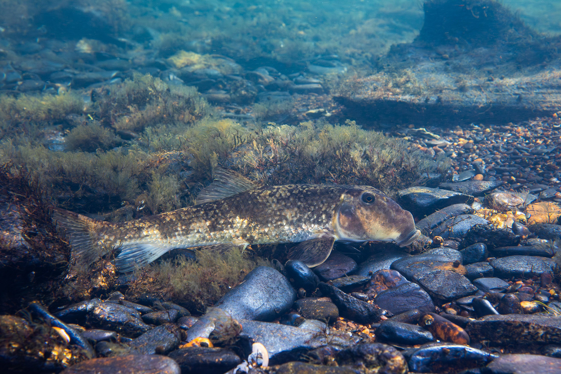 Northern Hogsucker