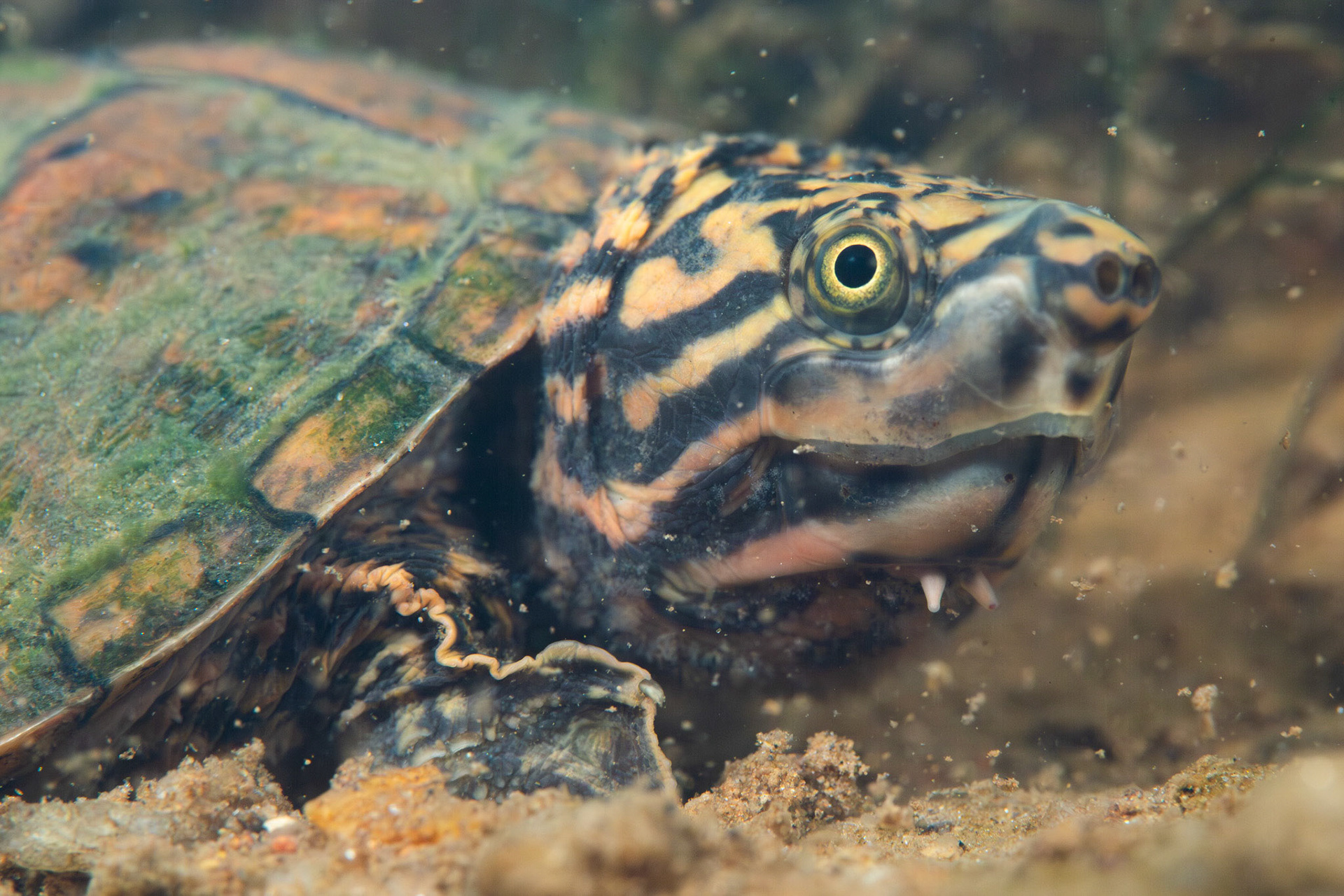 Stripeneck Musk Turtle