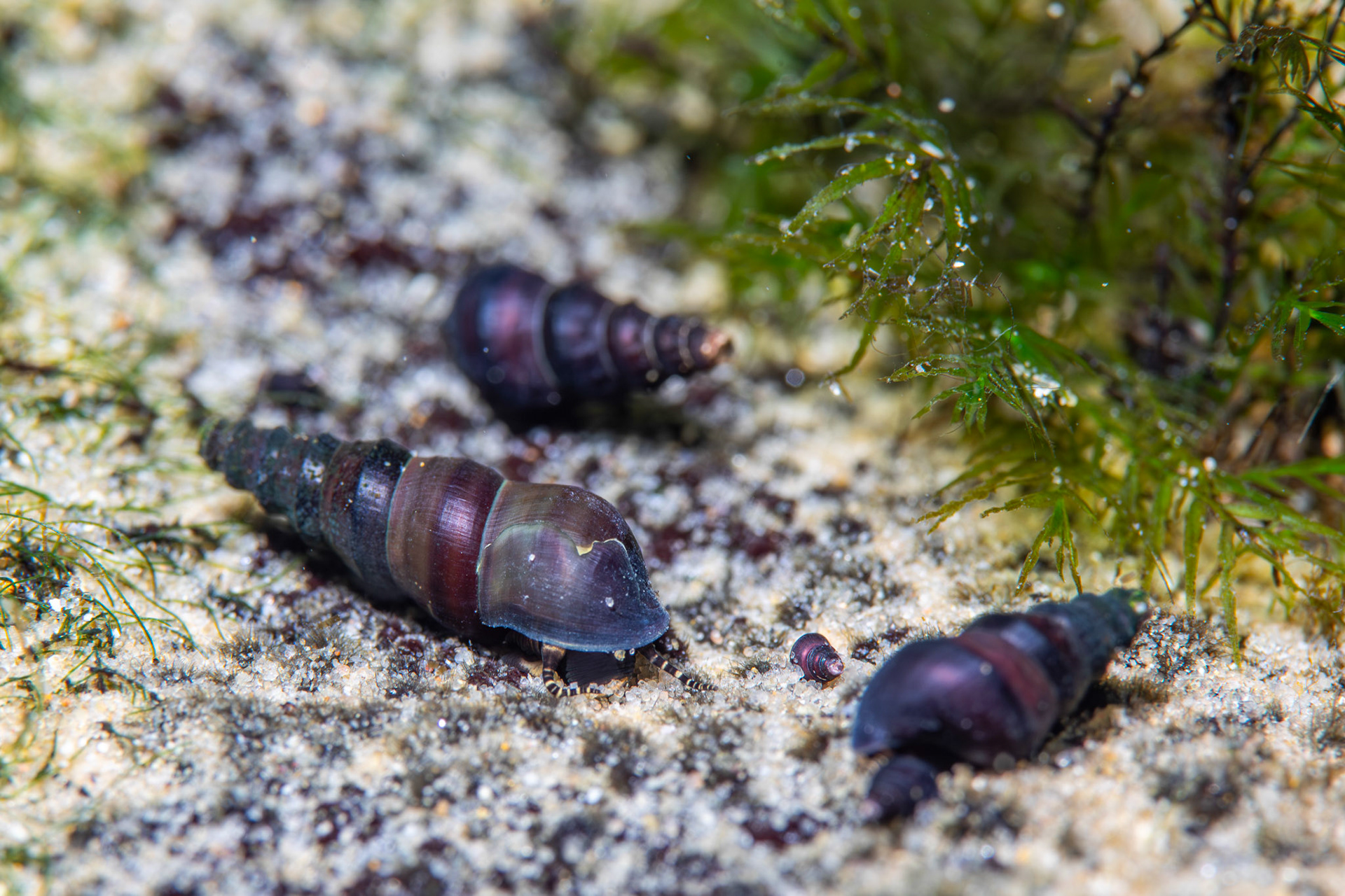 Elimia sp.