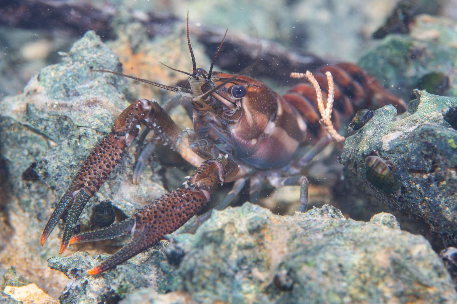 Sly Crayfish