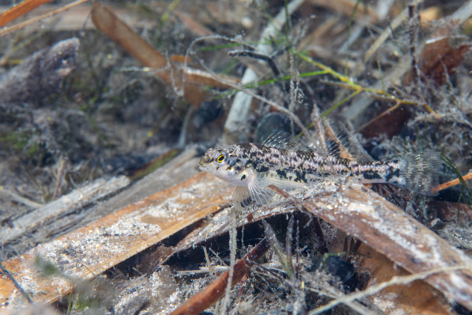 Vermilion Darter