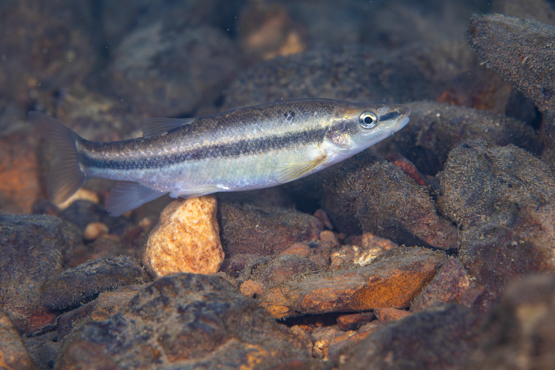 Western Blacknose Dace