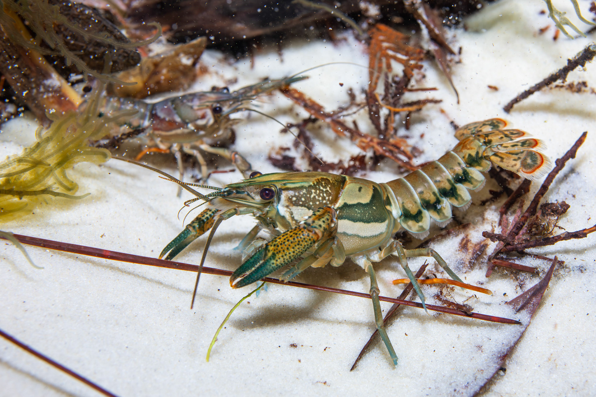 Sly Crayfish (Procambarus versutus)