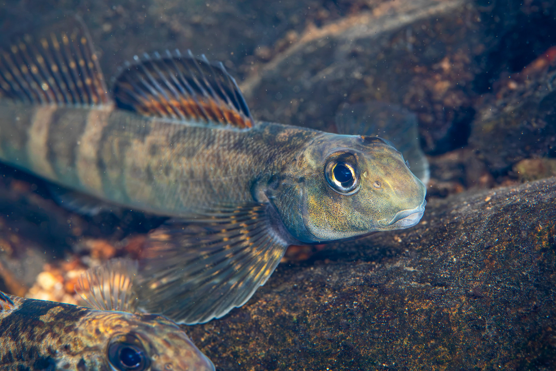 Greenside Darter