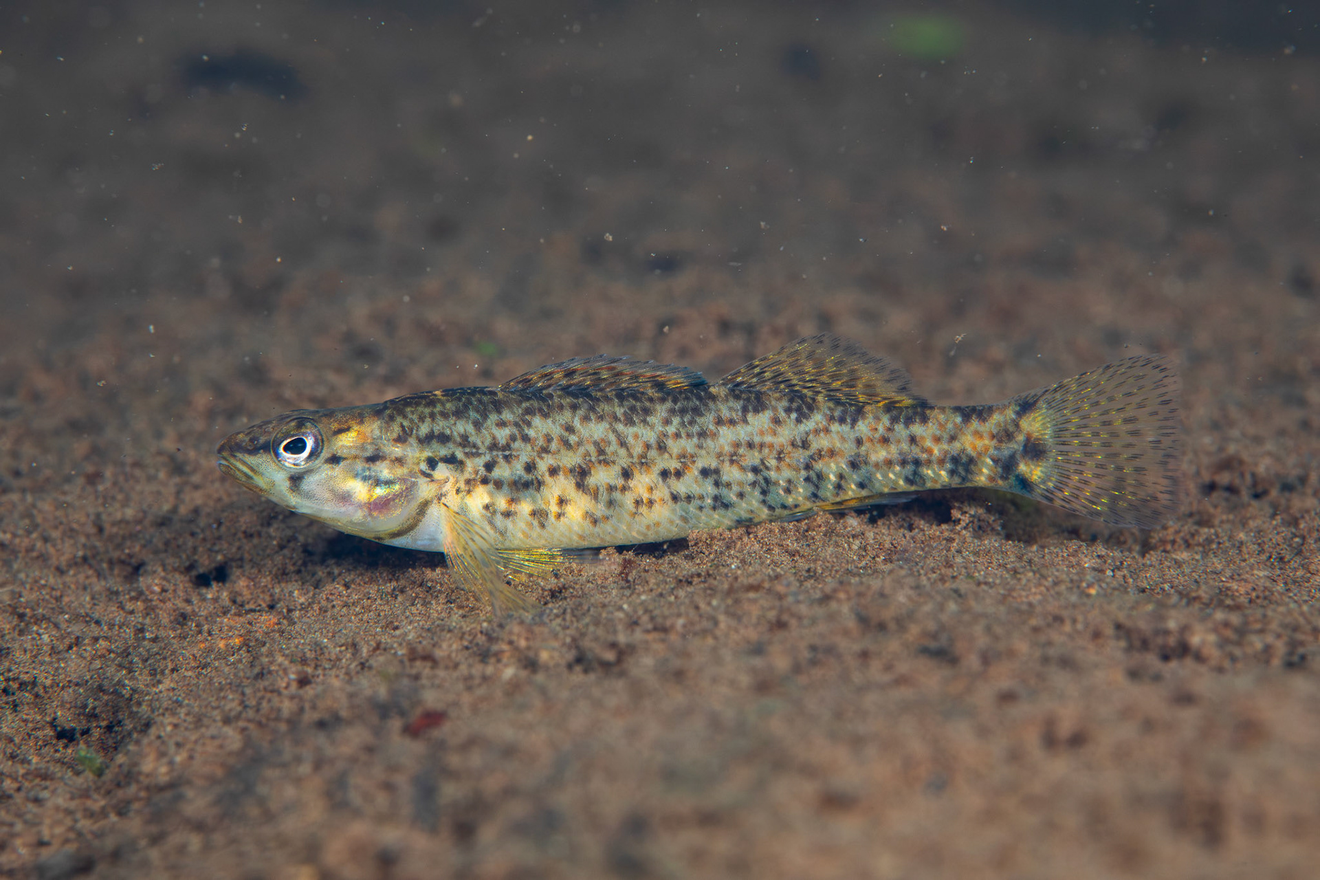 Rainbow Darter