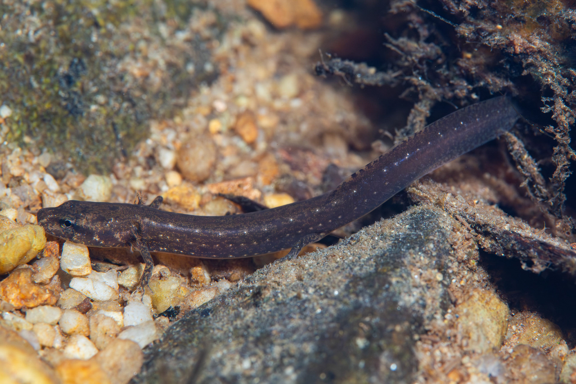 Brook Salamander