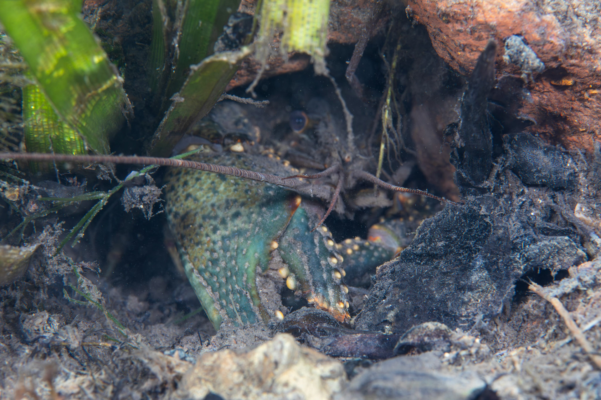 Virile Crayfish