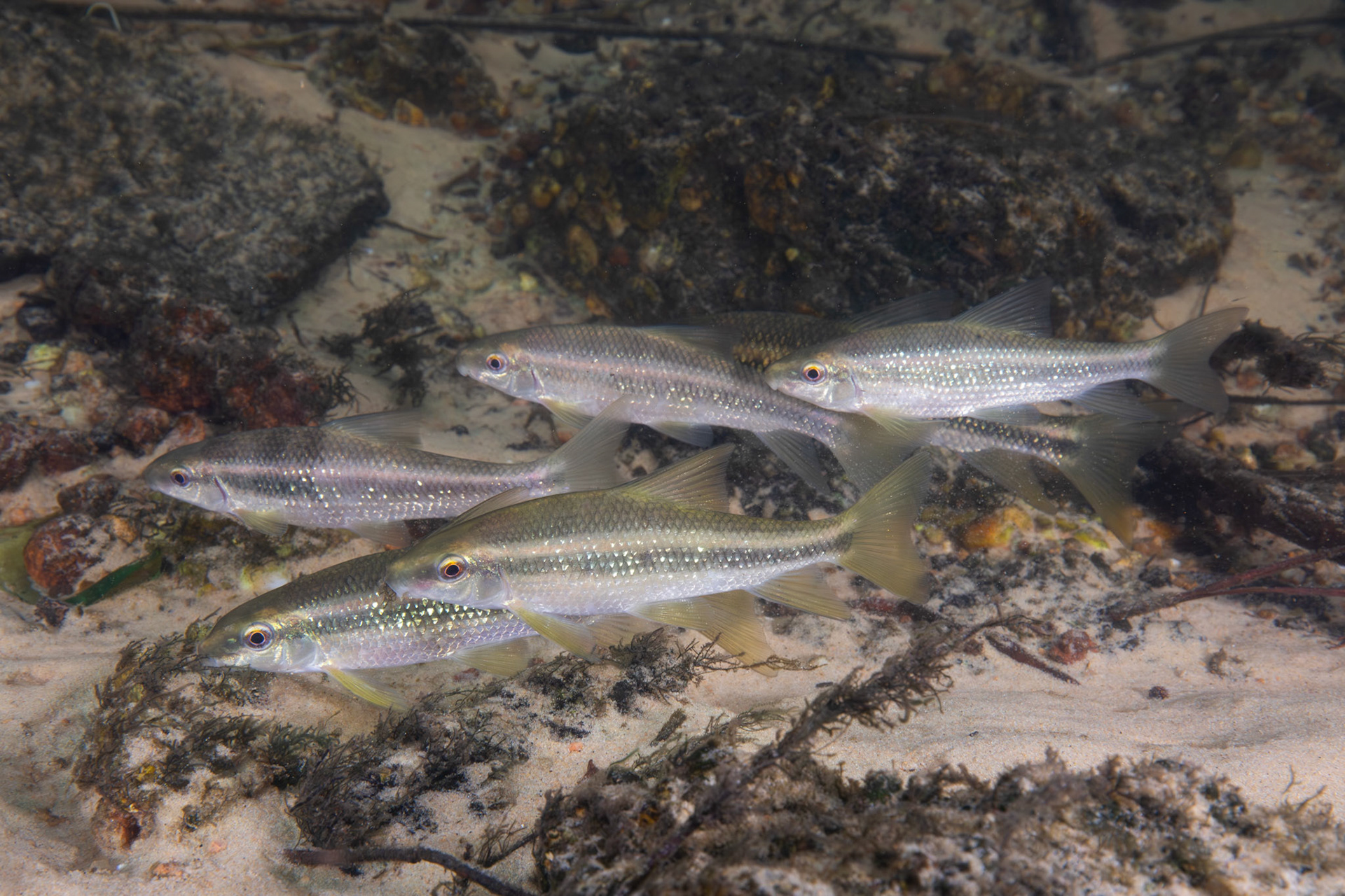 Sharpfin Chubsucker (Erimyzon tenuis)