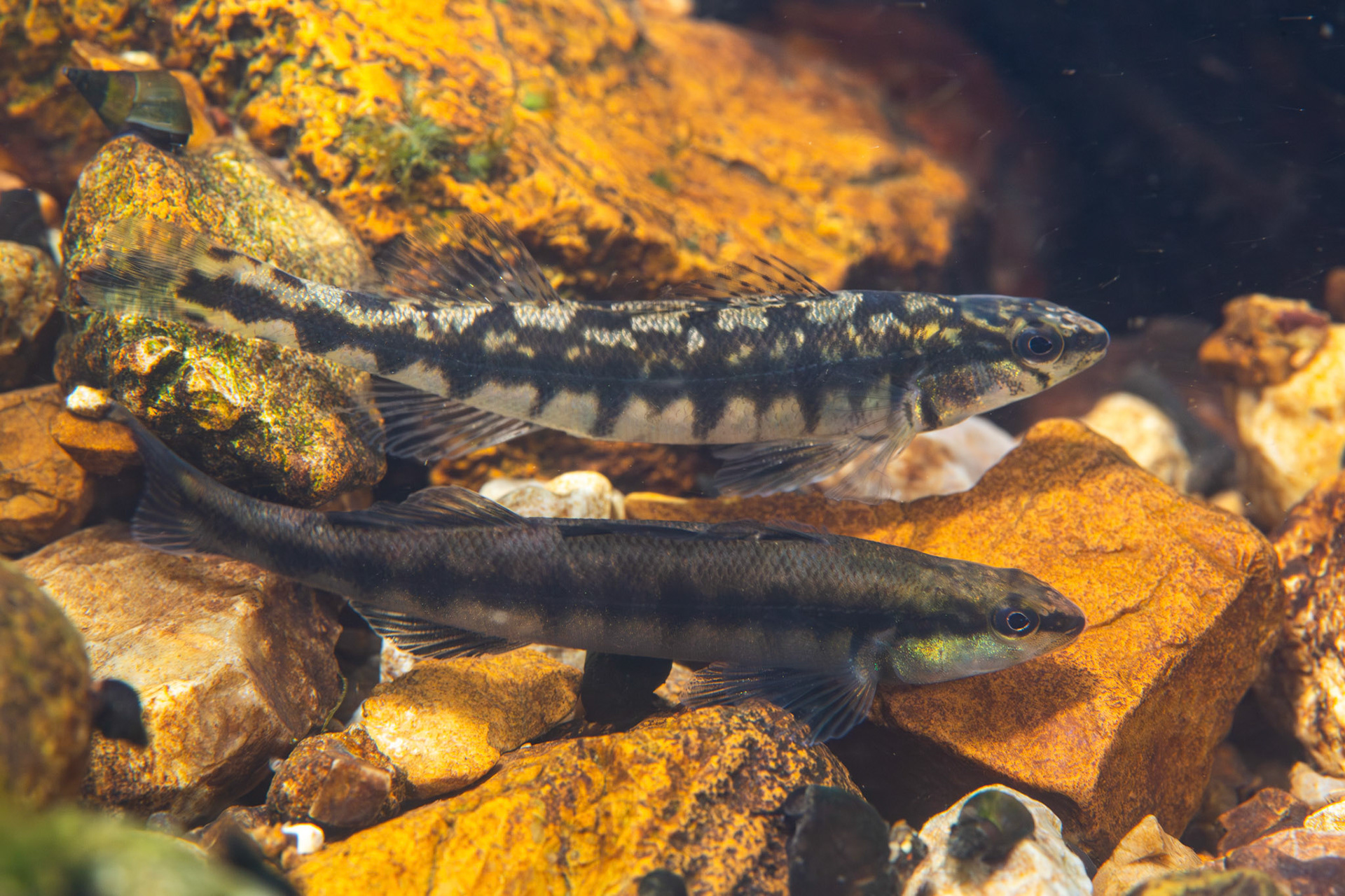 Blackbanded Darter (Percina nigrofasciata)