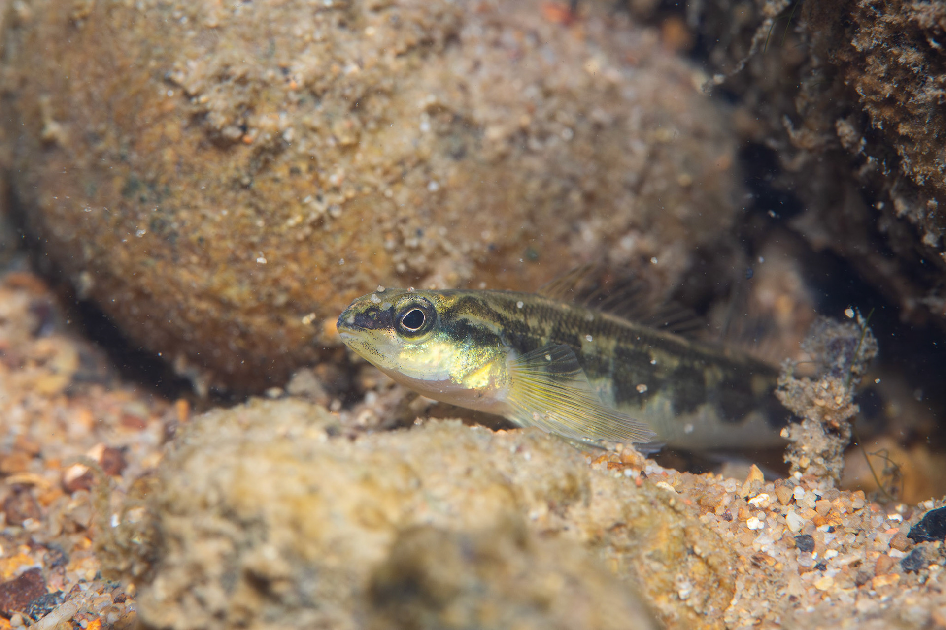 Goldline Darter