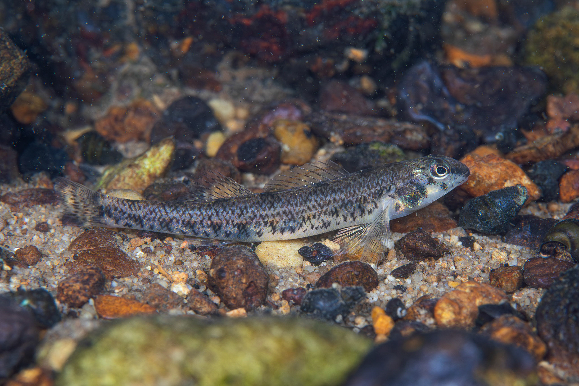 Speckled Darter