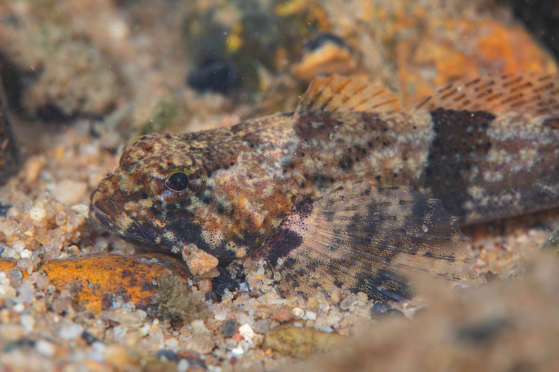 Banded Sculpin