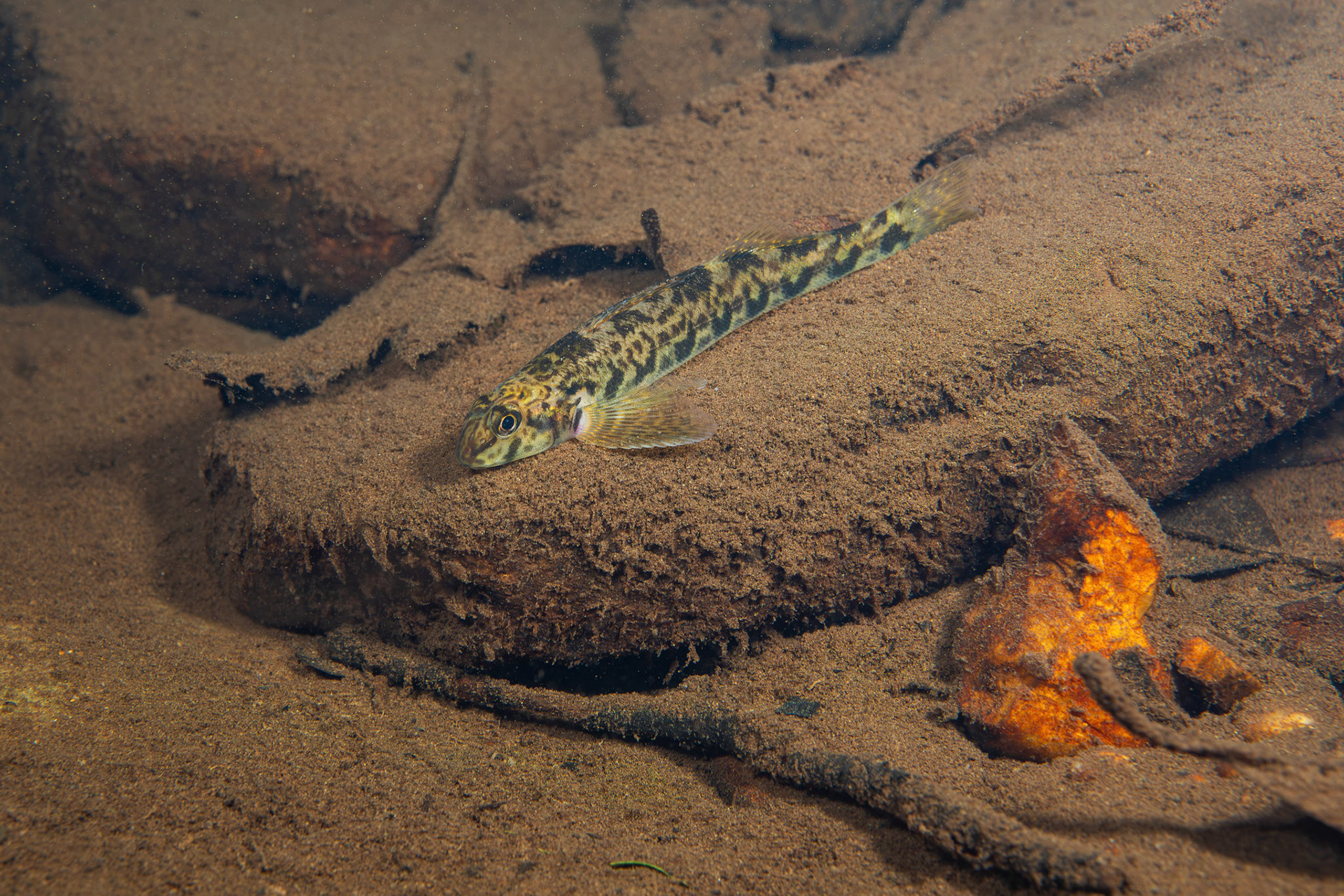 Greenside Darter