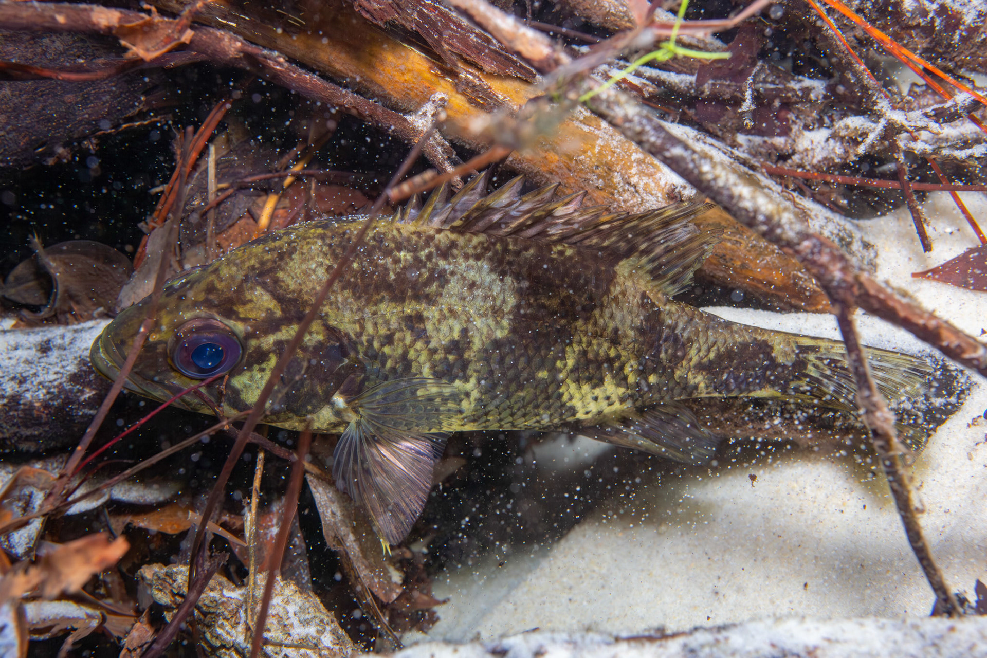 Shadow Bass (Ambloplites ariommus)