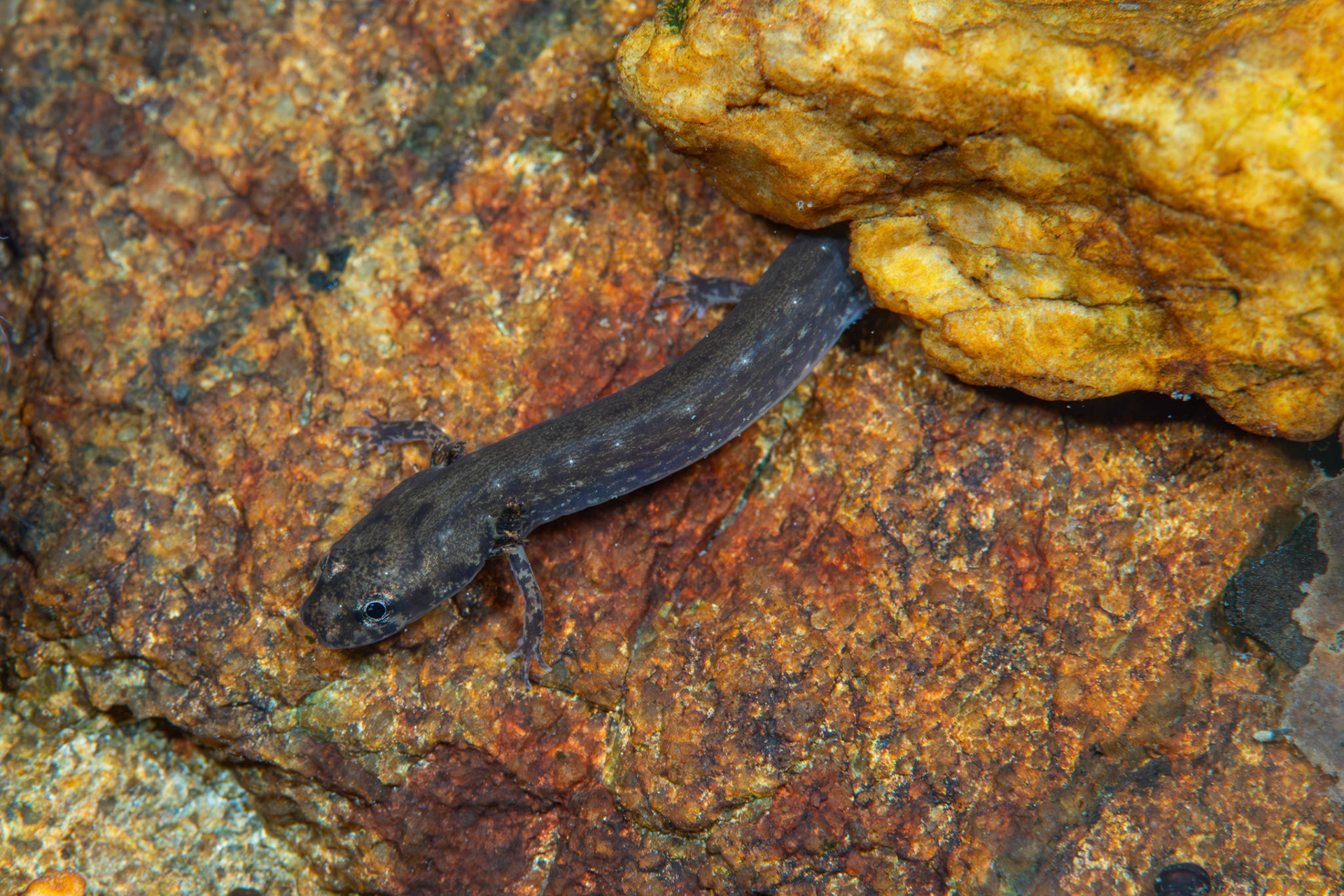Eurycia sp.