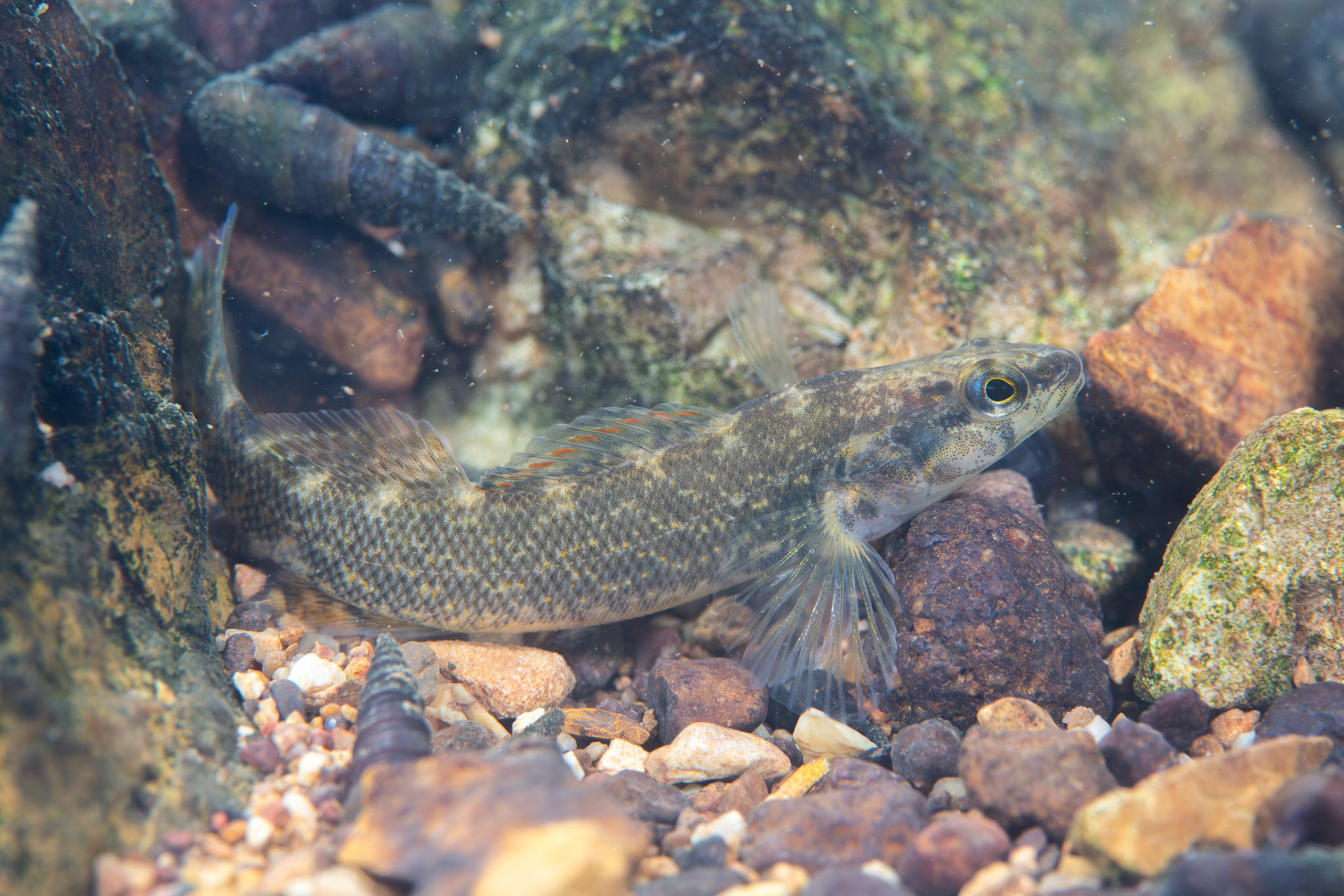 Redspot Darter (Etheostoma artesiae)
