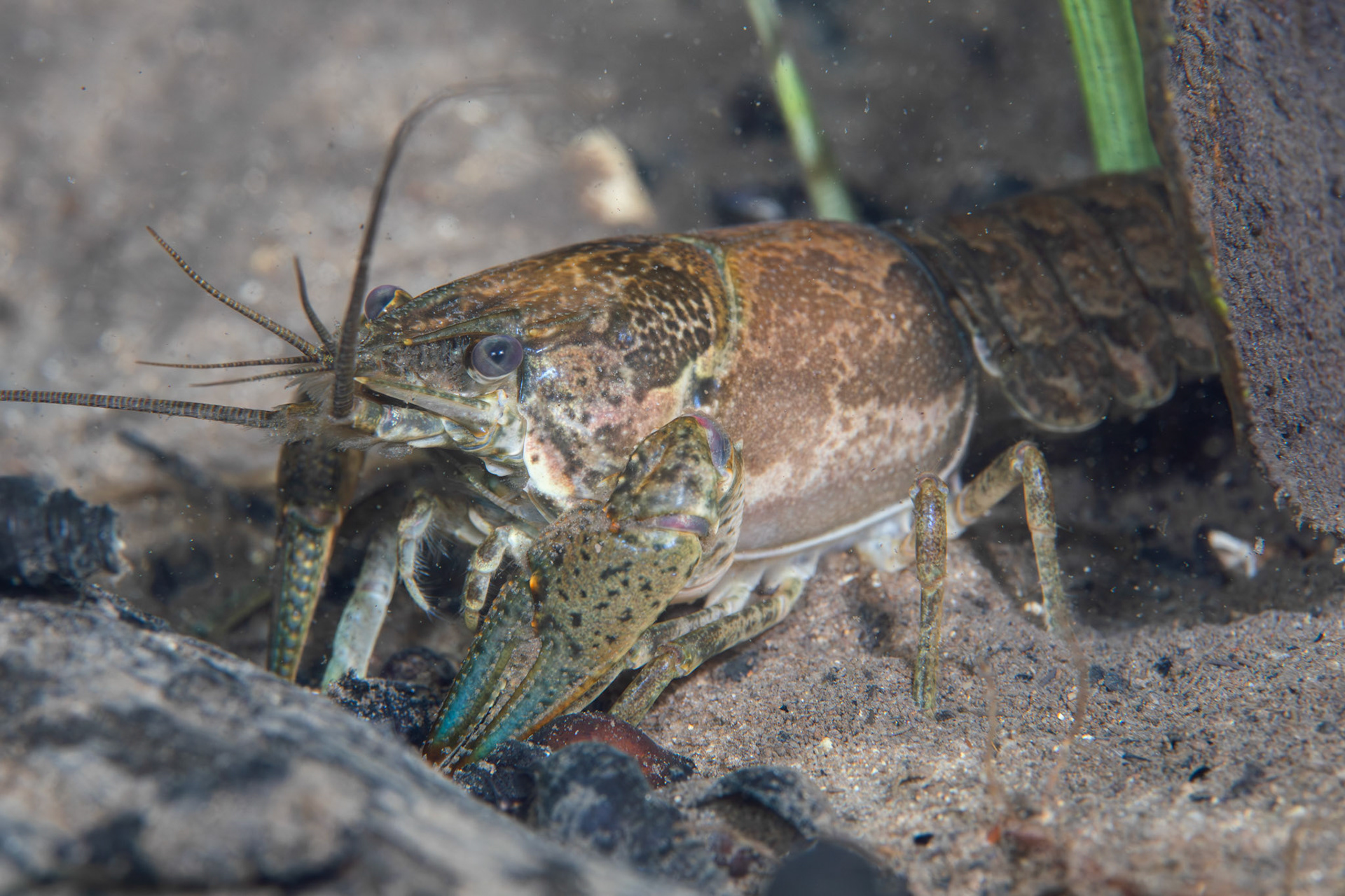 Virile Crayfish
