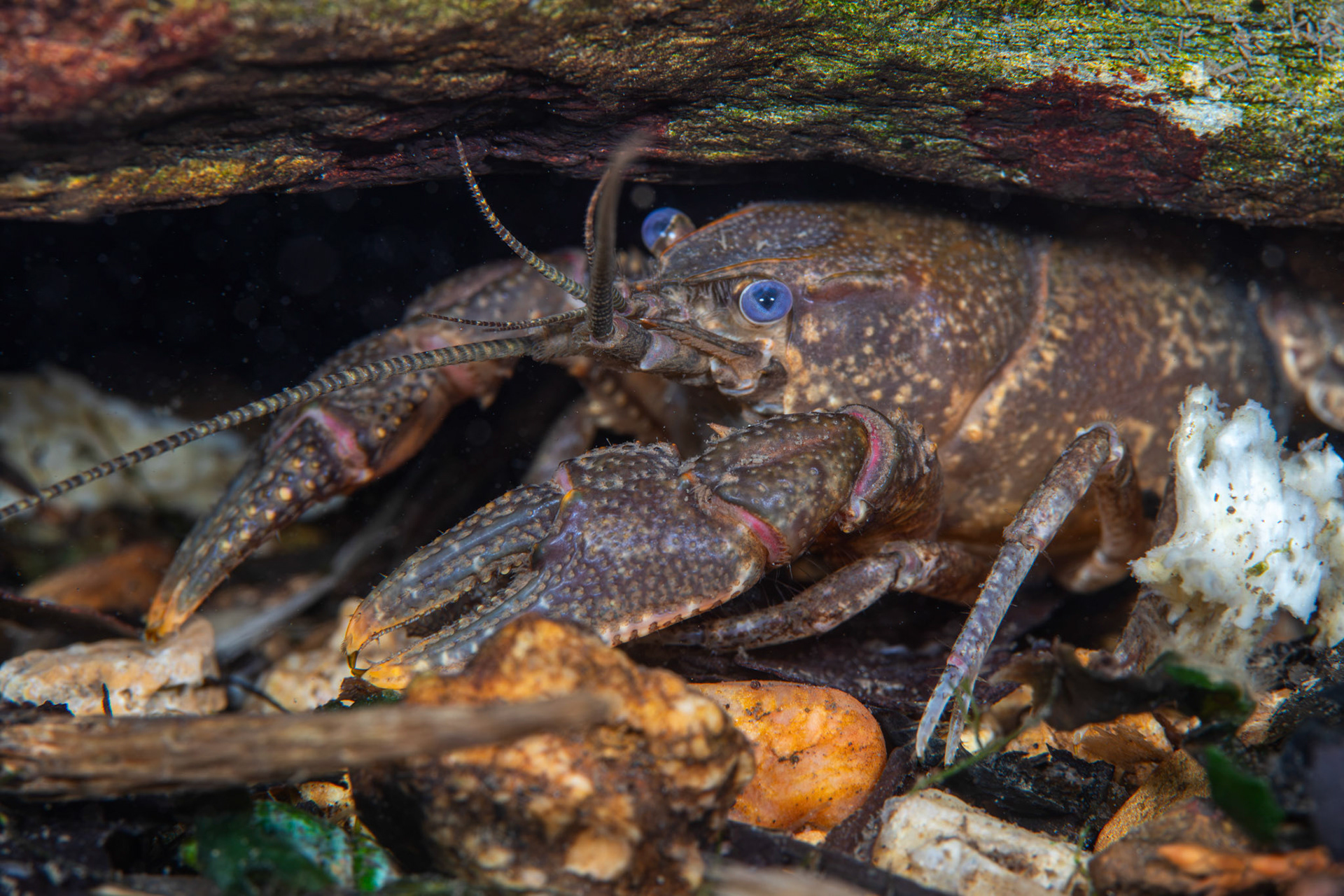 Cambarus sp.