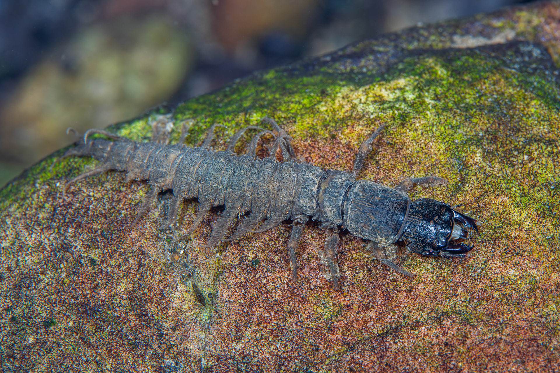 Eastern Dobsonfly