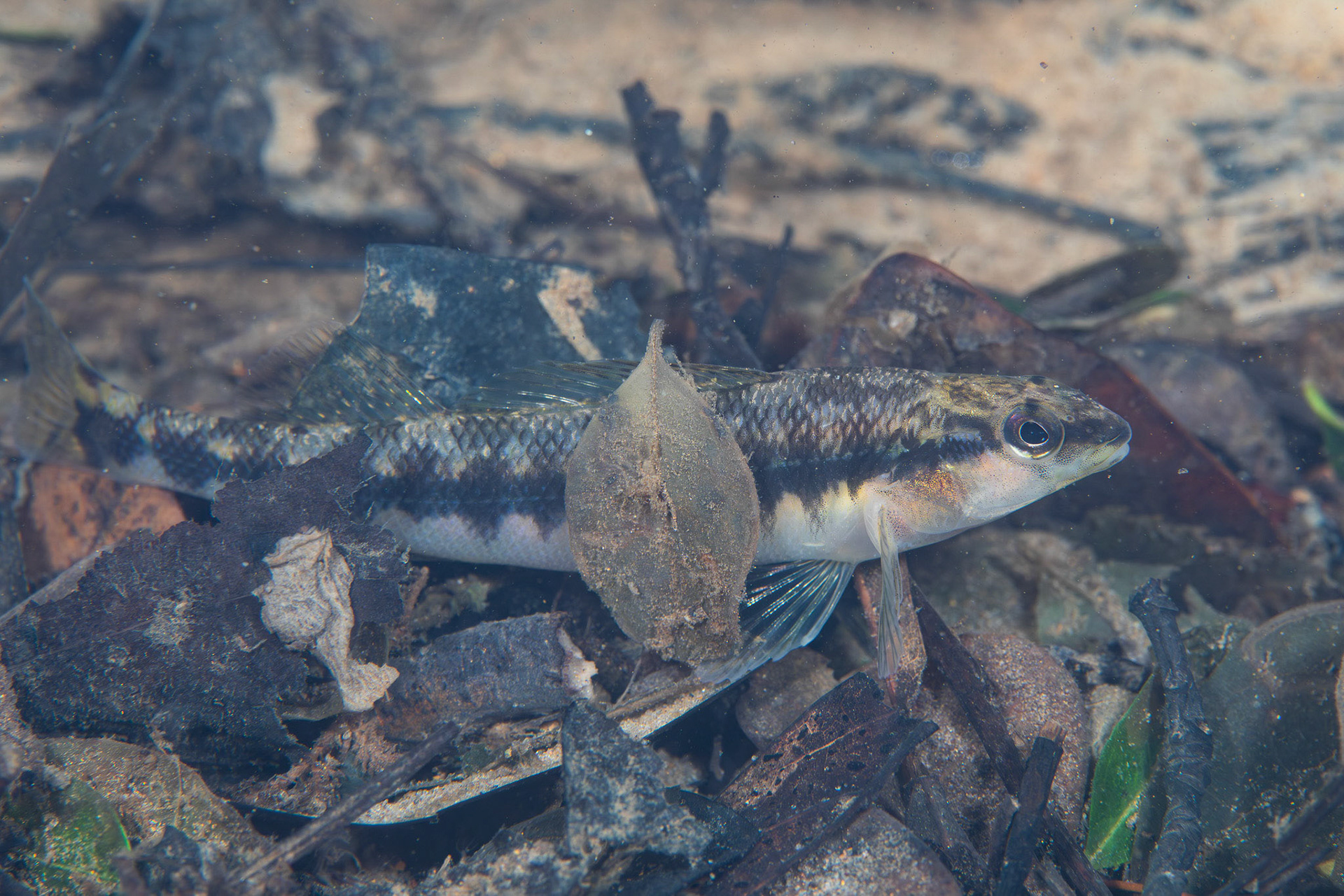 Eastern Blackbanded Darter