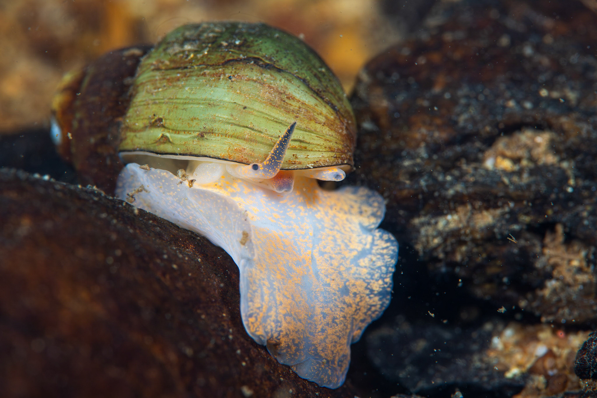 Cylinder Campeloma