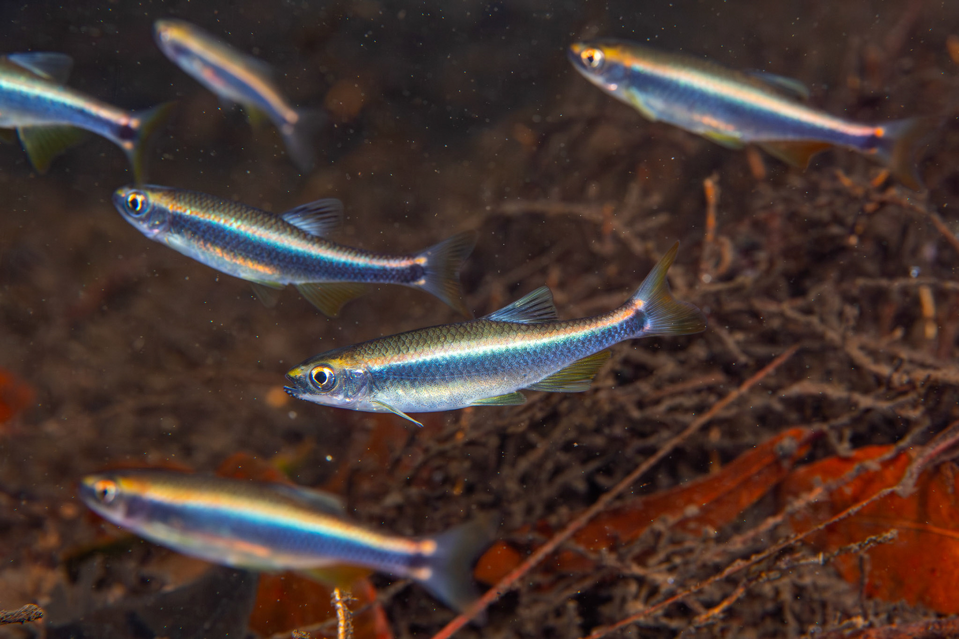 Sailfin Shiner