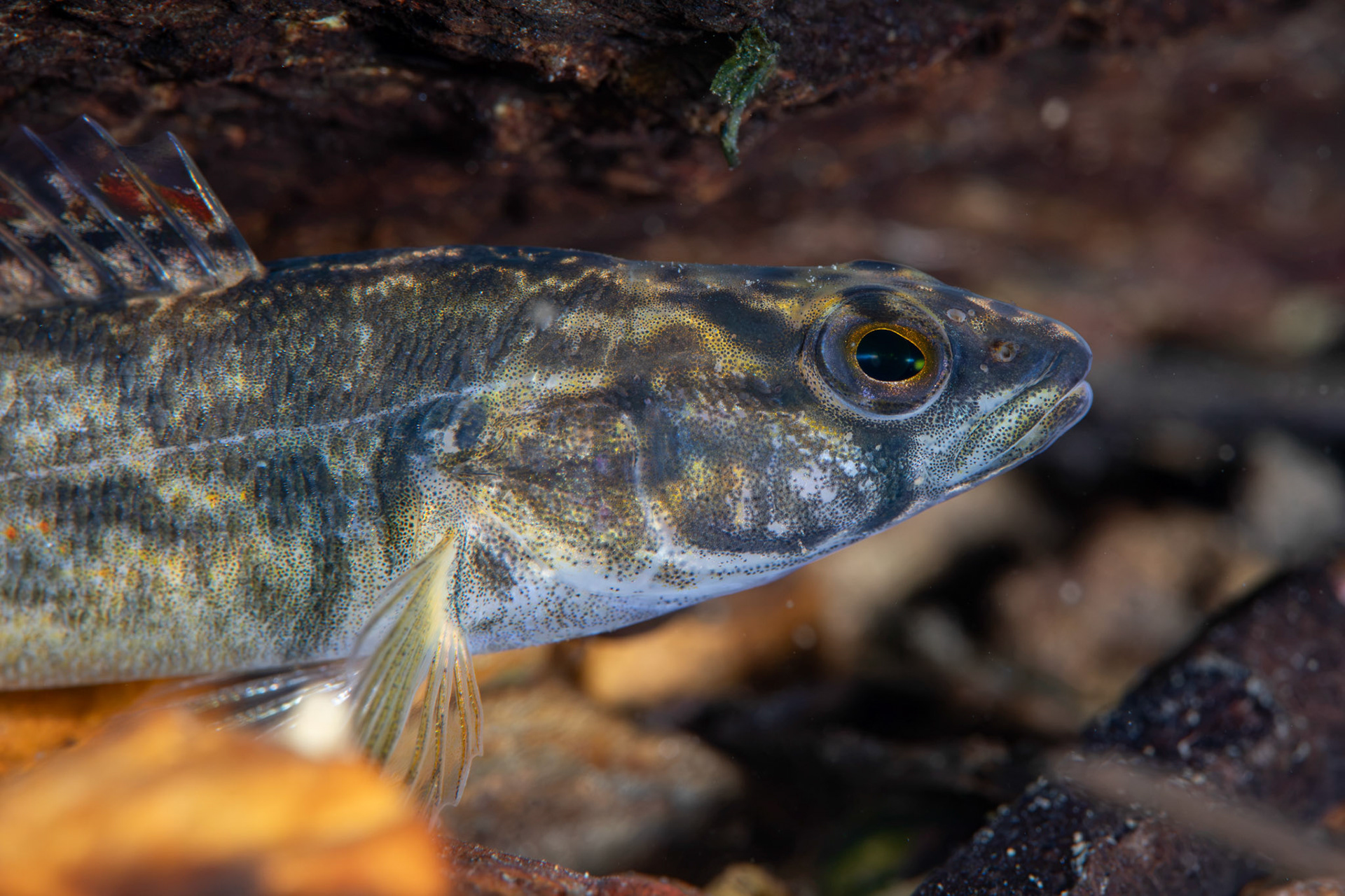 Redspot Darter