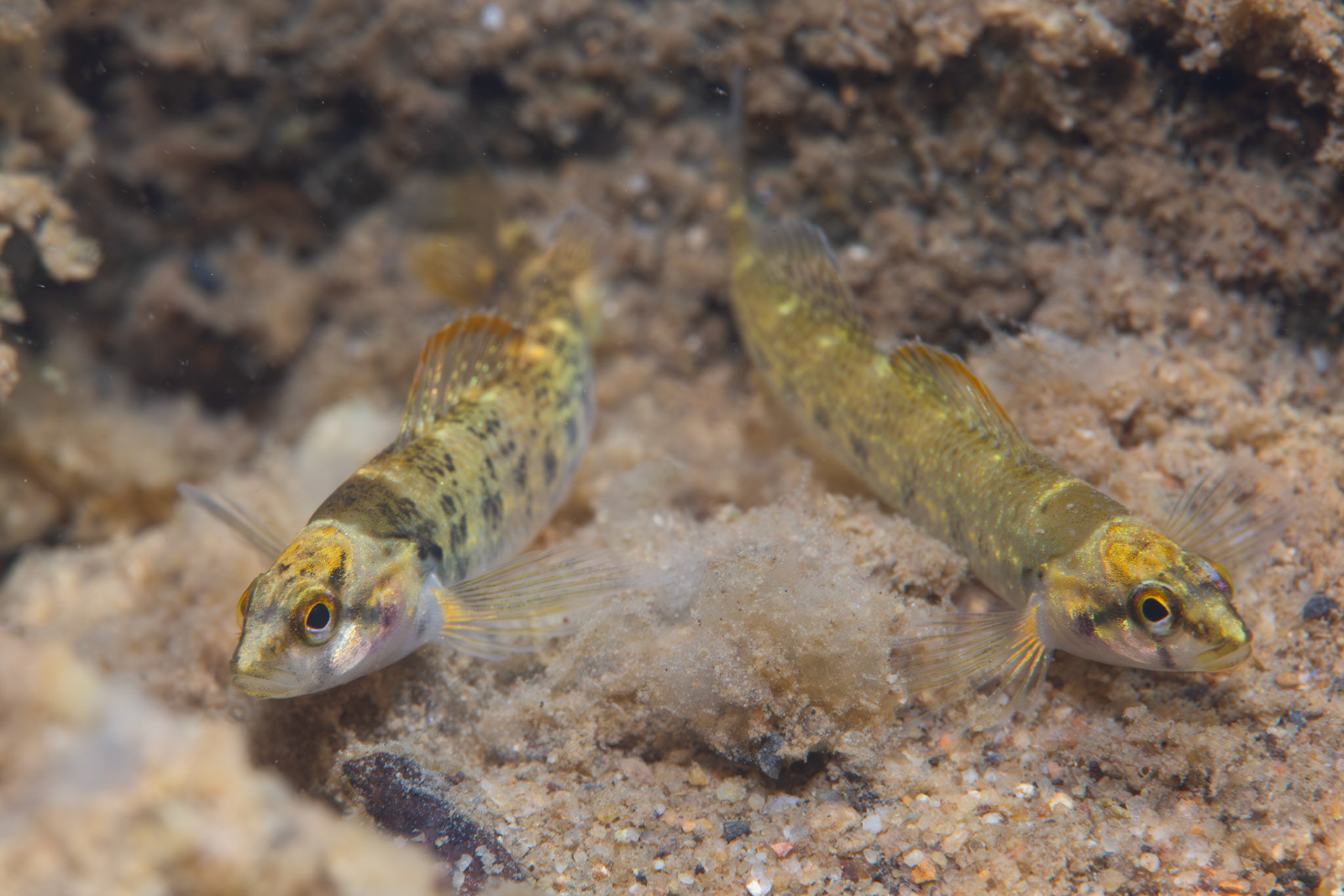 Greenbreast Darter