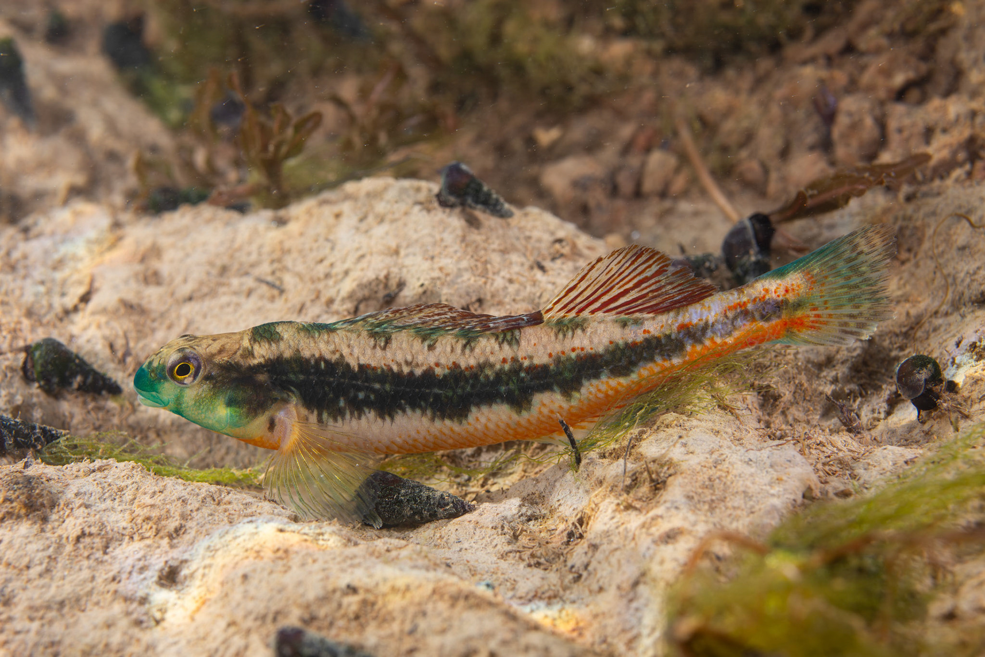 Blacksided Snubnose Darter