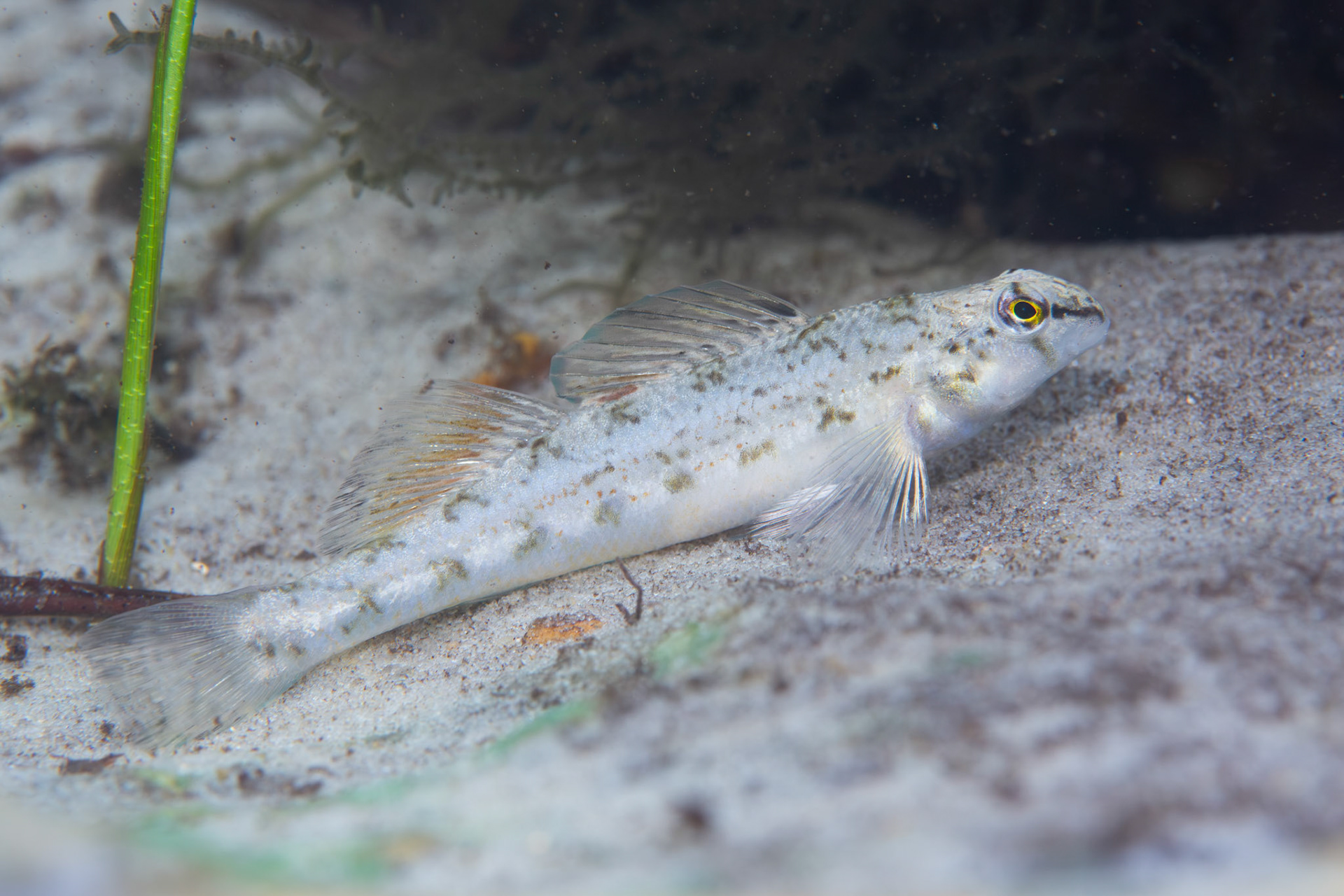 Coastal darter (Etheostoma colorosum)