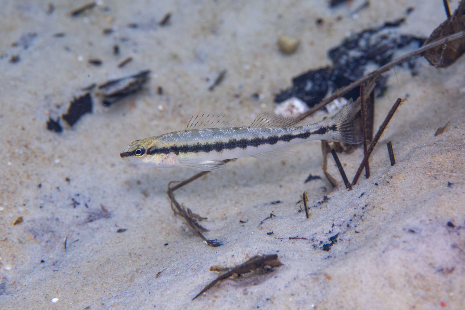 Blackbanded Darter